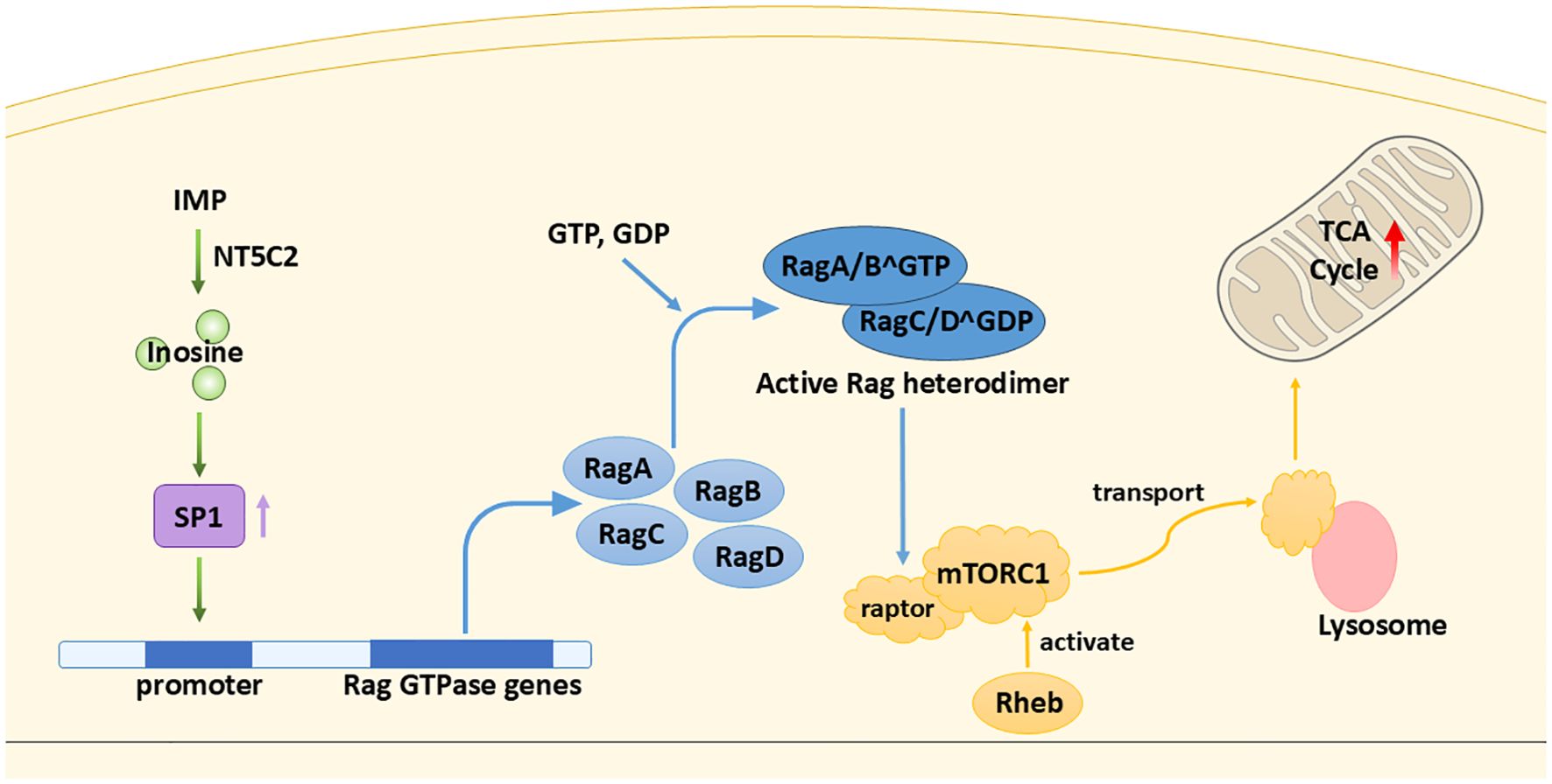 Diagram illustrating biochemical pathways involving NT5C2 converting IMP to inosine and activating SP1, which influences Rag GTPase genes. Rag proteins form an active heterodimer with GTP and GDP, activating mTORC1. This causes transport to the lysosome and interacts with the TCA cycle in the mitochondria.