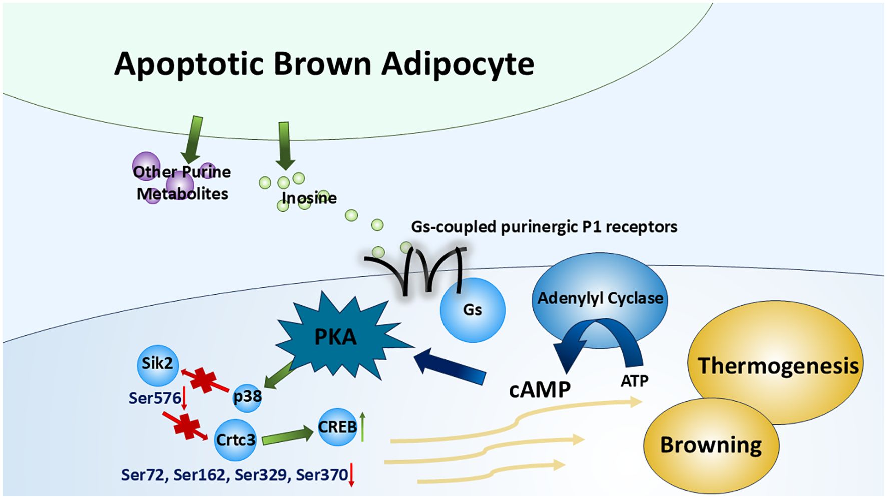 Diagram illustrating the signaling pathway in apoptotic brown adipocytes. Inosine and other purine metabolites interact with Gs-coupled purinergic P1 receptors, activating Gs proteins and adenylyl cyclase, leading to cAMP production. This activates PKA, affecting Sik2 and Crtc3, with phosphorylation sites Ser576, Ser72, Ser162, Ser329, and Ser370. This cascade enhances CREB activity and promotes thermogenesis and browning.