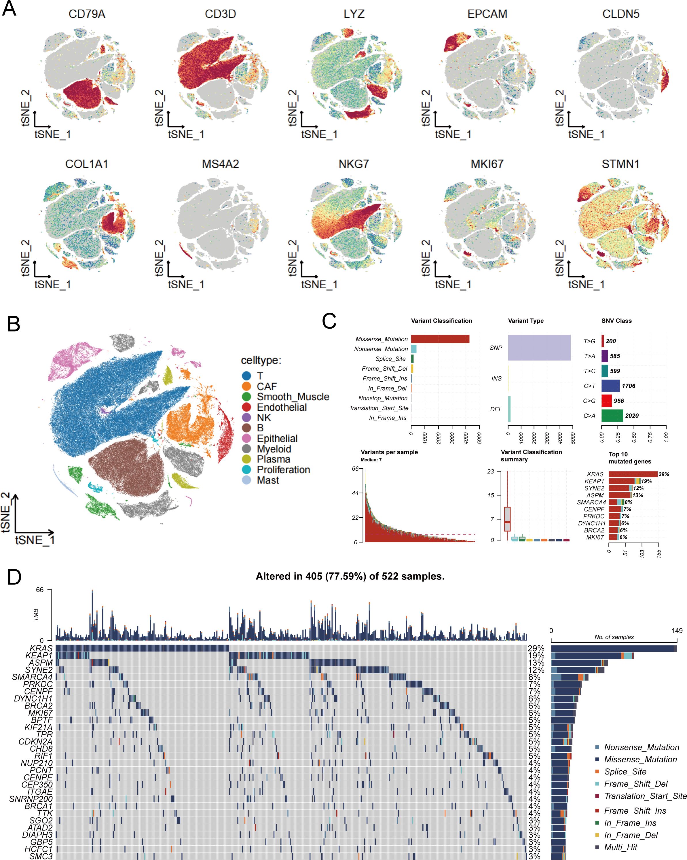 Panel A shows t-SNE plots for gene expression in various cell types labeled by gene names: CD79A, CD3D, LYZ, EPCAM, CLDN5, COL1A1, MS4A2, NKG7, MKI67, STMN1. Panel B depicts a t-SNE plot with various cell types identified by colors and labels: T, CAF, Smooth Muscle, Endothelial, NK, B, Epithelial, Myeloid, Plasma, Proliferation, Mast. Panel C includes bar charts and plots for variant classification, types, and the top ten mutated genes. Panel D shows a heatmap and bar graph detailing genomic alterations across 522 samples, highlighting key mutated genes.