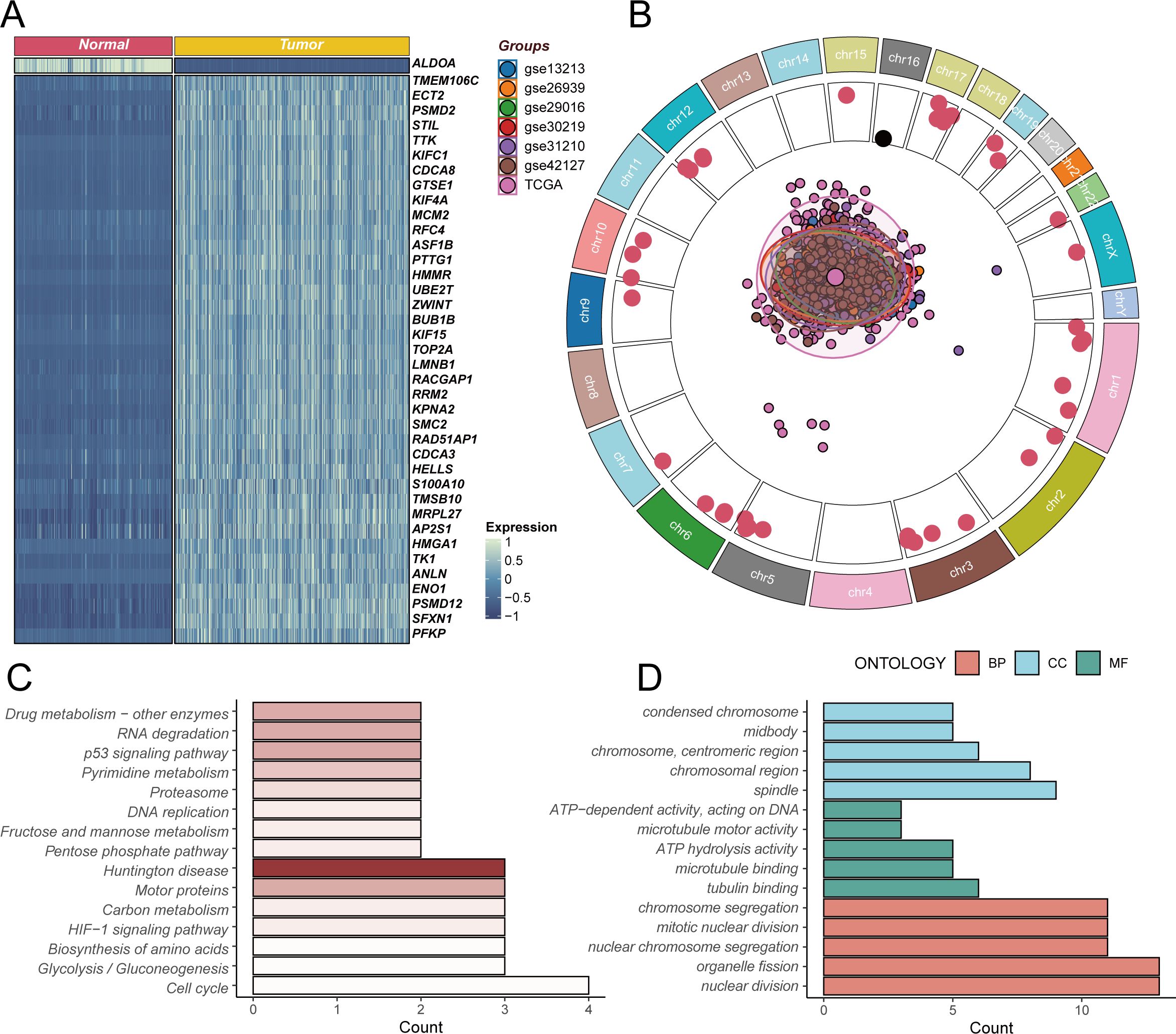 Panel A shows a heatmap comparing expression levels of genes in normal and tumor tissues. Panel B is a circular diagram displaying gene distribution across different chromosomes, with colors representing different groups. Panel C presents a bar chart of various biological processes and pathways, highlighting their counts. Panel D illustrates a bar chart of gene ontologies categorized into biological processes (BP), cellular components (CC), and molecular functions (MF), with counts for each category.
