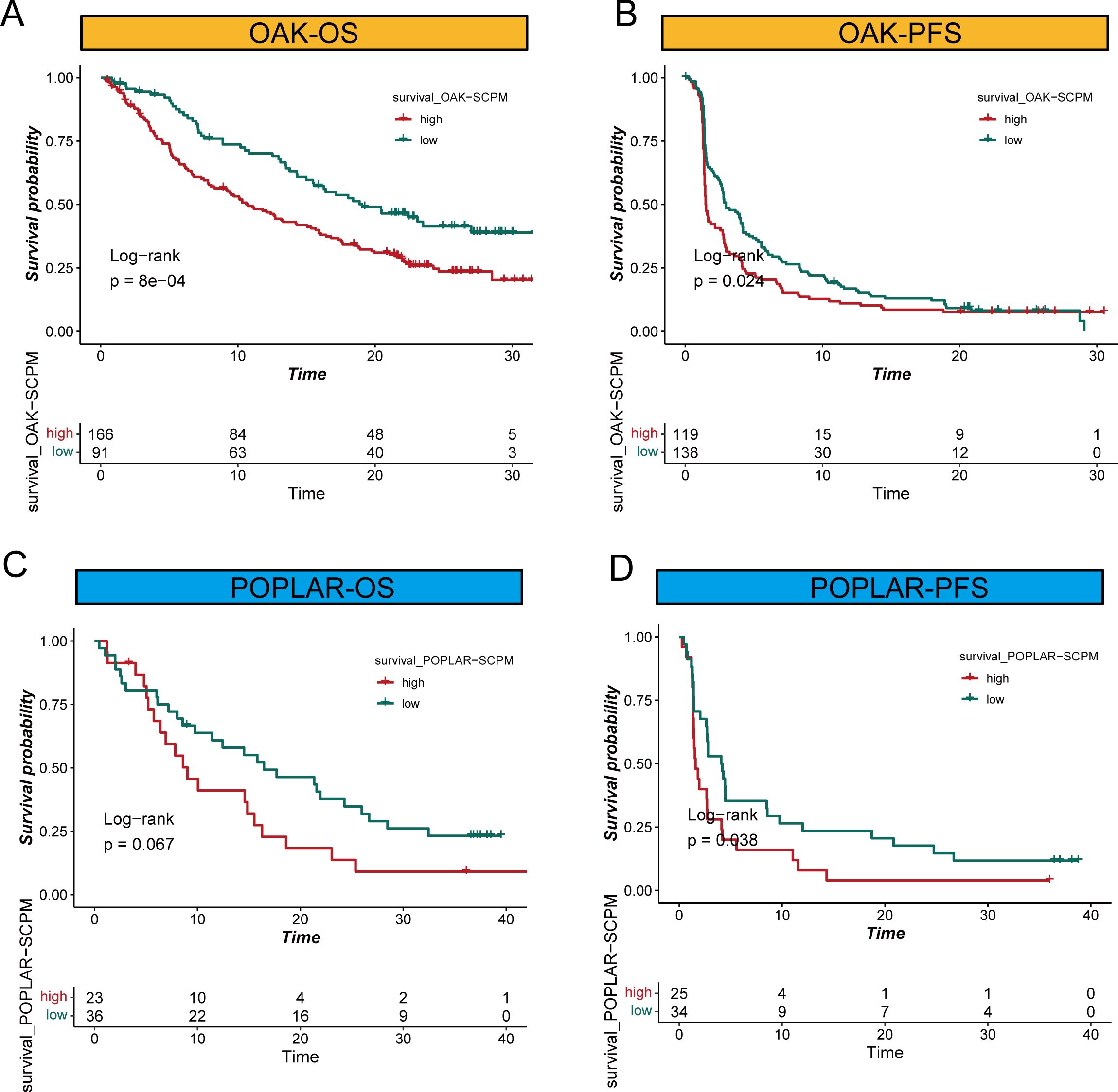 Four Kaplan-Meier plots comparing survival probabilities of patients with high and low SCPM expression. A and B show data for OAK-OS and OAK-PFS, respectively, with significant differences (p = 8e-04 and p = 0.024). C and D illustrate POPLAR-OS and POPLAR-PFS, with less significant differences (p = 0.067 and p = 0.038). Each plot includes survival probability curves, time in months, and log-rank test results.