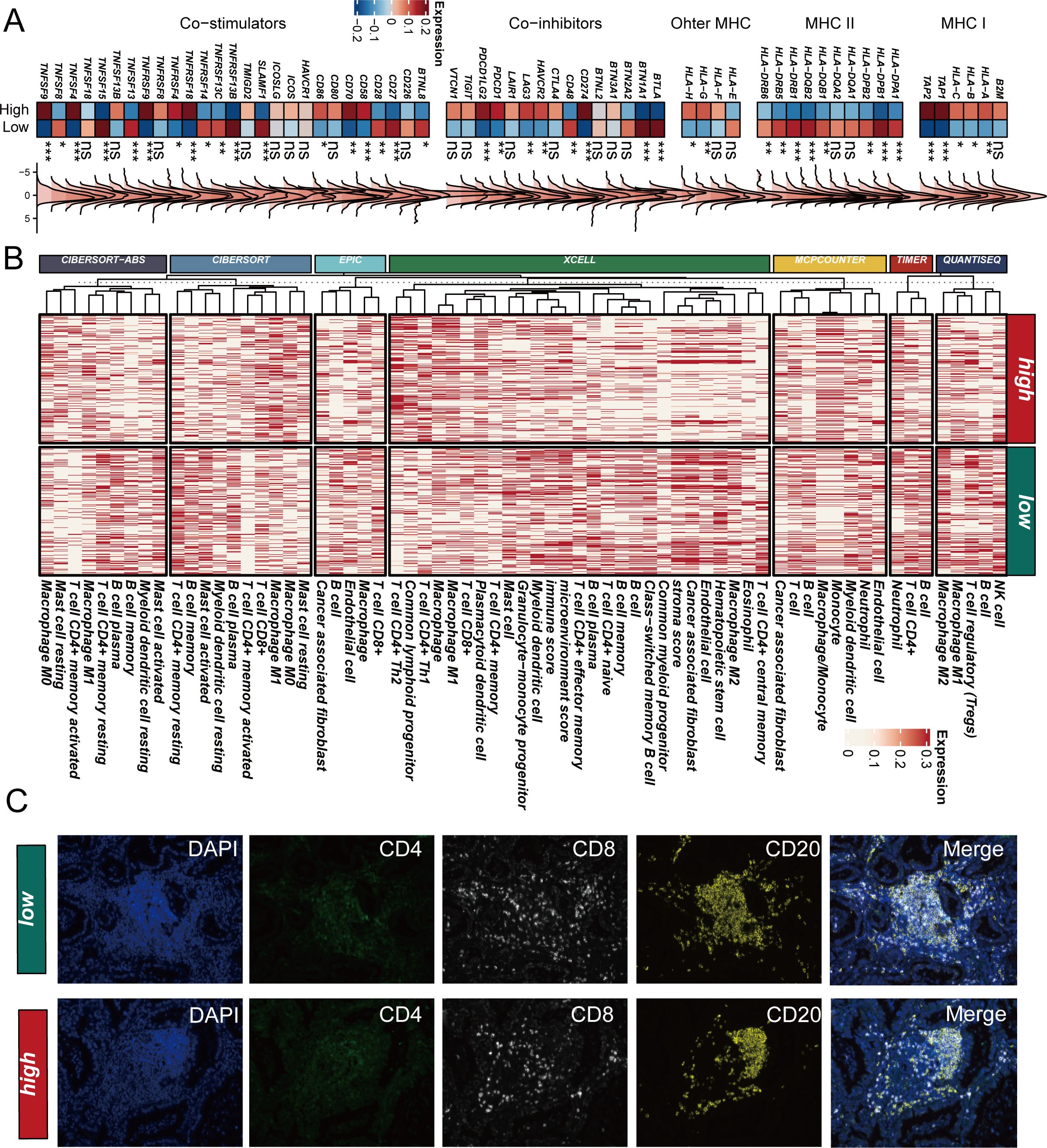 Panel A shows a bar graph depicting expression levels of various immune markers, categorized into co-stimulators, co-inhibitors, and MHC classes. Panel B displays a heatmap illustrating cell type abundance across different samples, with intensity indicating expression levels. Panel C consists of immunofluorescence microscopy images comparing low and high expression groups, stained for DAPI, CD4, CD8, CD20, and merged channels.