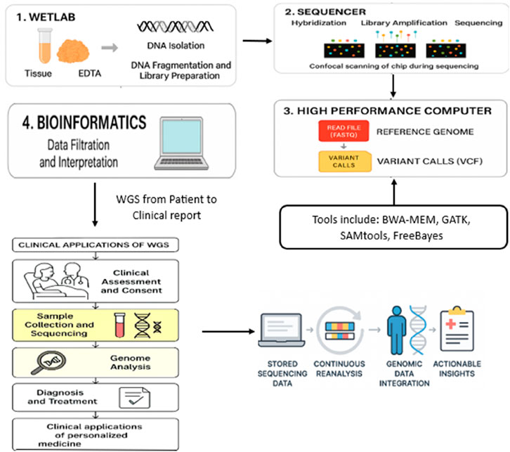 Flowchart illustrating the process of whole genome sequencing (WGS). Four main steps are shown: 1. Wetlab involves DNA isolation from tissue; 2. Sequencing with hybridization and library amplification; 3. High-performance computing generates variant calls using tools like BWA-MEM and GATK; 4. Bioinformatics for data filtration. WGS applications include clinical assessment, sample collection, genome analysis, treatment, and personalized medicine. Stored sequencing data allows continuous reanalysis, genomic integration, and actionable insights.