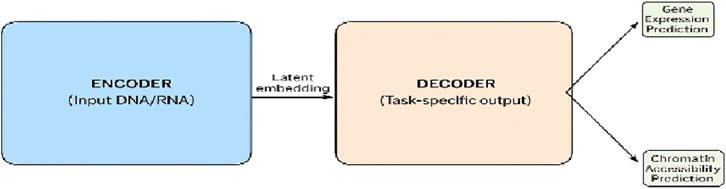 Flowchart illustrating a model with an encoder and decoder. The encoder processes input DNA or RNA, creating a latent embedding. The decoder generates task-specific outputs, predicting gene expression and chromatin accessibility.