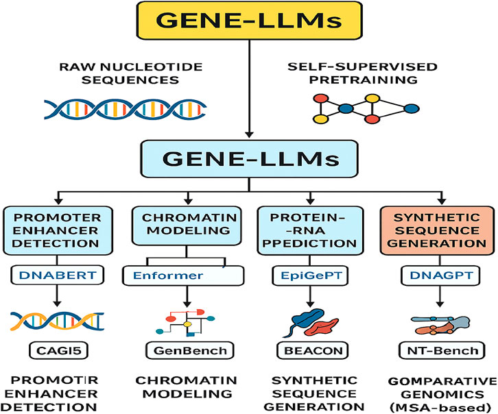Diagram illustrating the workflow of GENE-LLMs. It starts with raw nucleotide sequences and uses self-supervised pretraining. Key applications include promoter enhancer detection, chromatin modeling, protein-RNA prediction, and synthetic sequence generation. Tools like DNABERT, Enformer, EpiGePT, and DNAGPT are used, leading to outputs such as CAGI5, GenBench, BEACON, and NT-Bench.