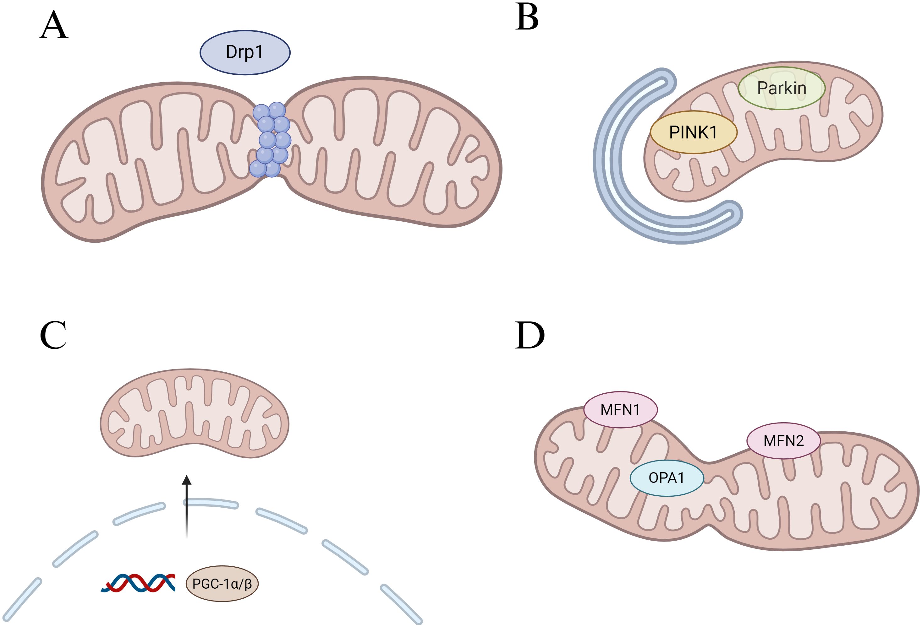 Illustration of mitochondrial processes. Panel A shows mitochondrial fission with Drp1. Panel B depicts mitophagy involving PINK1 and Parkin. Panel C illustrates mitochondrial biogenesis with PGC-1α/β. Panel D shows mitochondrial fusion with proteins MFN1, MFN2, and OPA1.