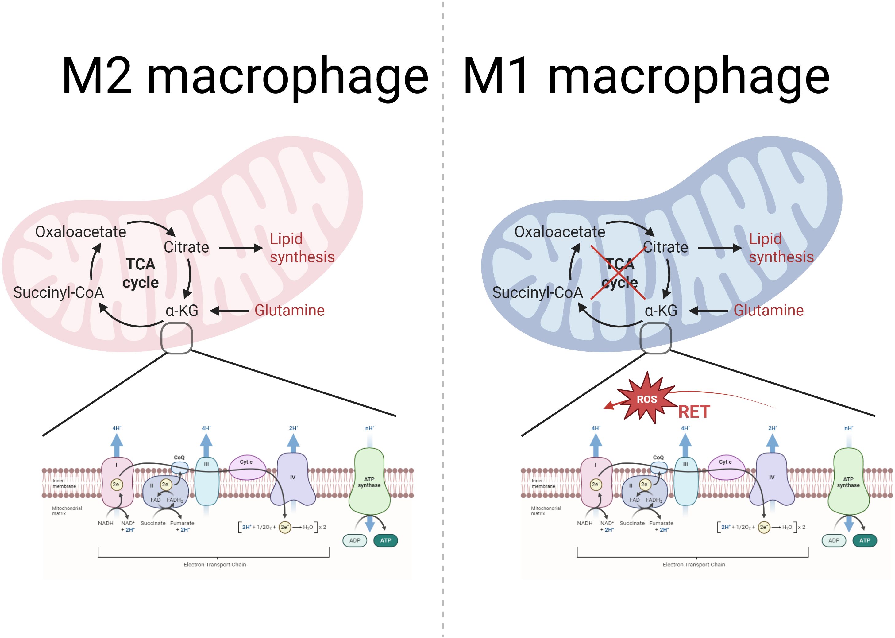 Diagram comparing M2 and M1 macrophages. On the left, M2 macrophage shows a functional TCA cycle with pathways for lipid synthesis and glutamine conversion. On the right, M1 macrophage displays a disrupted TCA cycle leading to reactive oxygen species (ROS) production and reverse electron transport (RET). Both illustrate mitochondria and the electron transport chain.