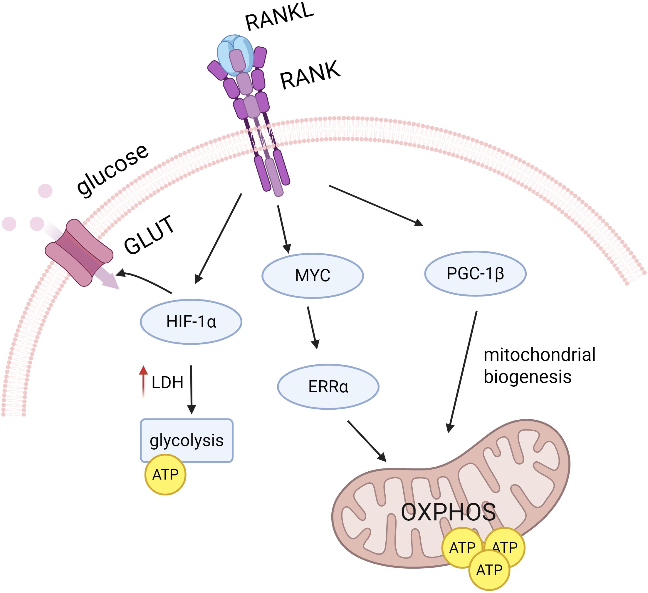 Schematic diagram showing RANKL and RANK interaction leading to cellular processes. Glucose enters via GLUT, activating HIF-1α, LDH, and glycolysis to produce ATP. MYC influences ERRα, affecting OXPHOS and ATP production. PGC-1β promotes mitochondrial biogenesis.