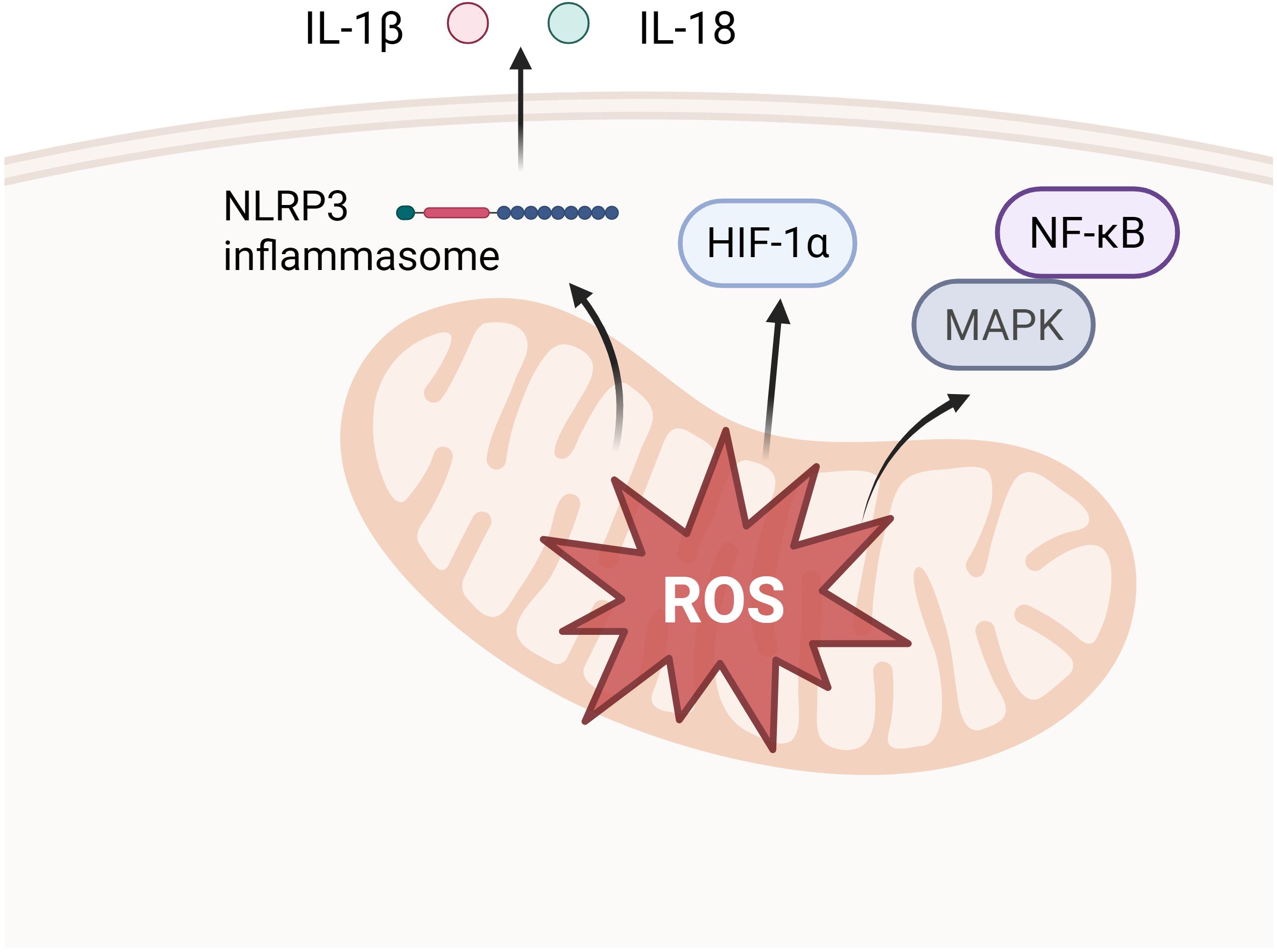 Illustration depicting a mitochondrion with “ROS” (Reactive Oxygen Species) in the center. Arrows point from ROS to “HIF-1α”, “NLRP3 inflammasome”, “NF-κB”, and “MAPK”. IL-1β and IL-18 are noted above as outputs associated with the inflammasome.