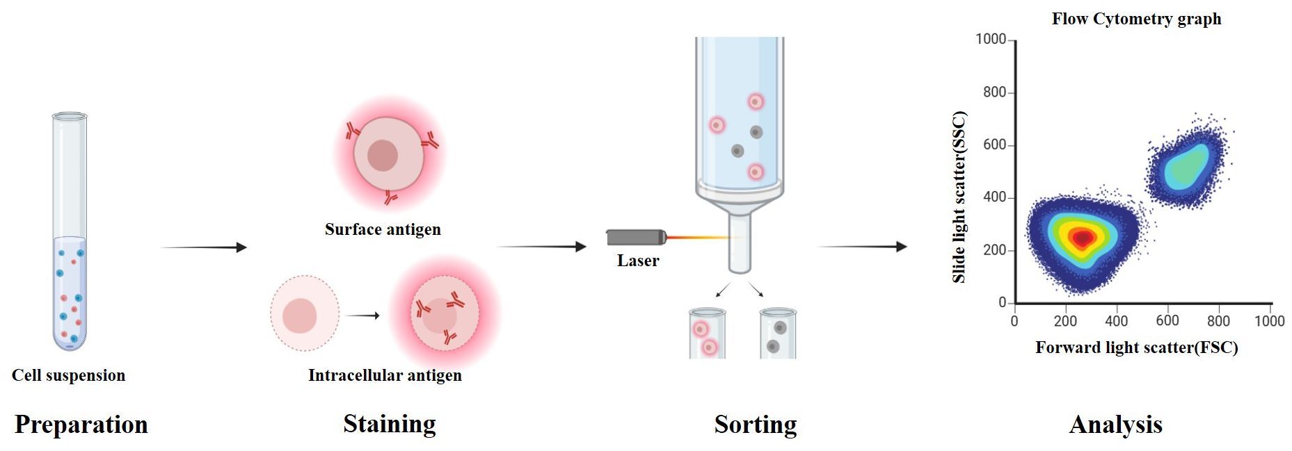 Flow cytometry process illustration showing four stages: Preparation with cell suspension in a test tube, Staining with surface and intracellular antigens highlighted, Sorting using a laser and separating cells into containers, and Analysis with a flow cytometry graph plotting slide light scatter against forward light scatter, displaying two clusters of data points.