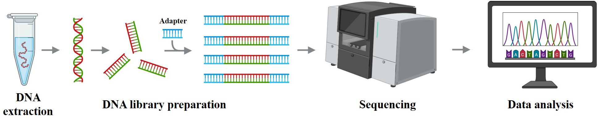 Flowchart illustrating the DNA sequencing processes: DNA extraction from a test tube, DNA library preparation with adapters, sequencing using a machine, and data analysis displayed on a computer screen.