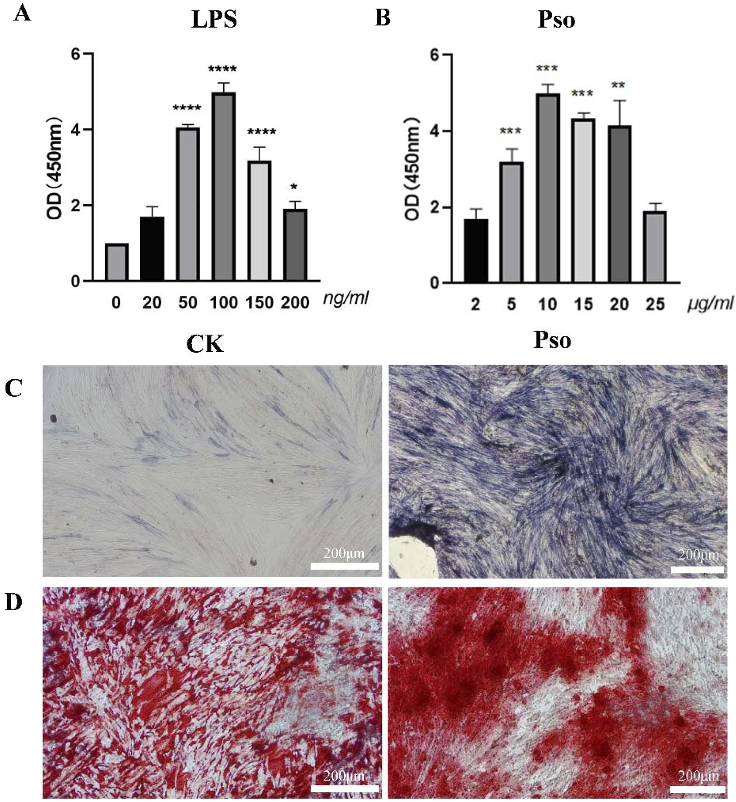 (A) Bar graph displaying OD measurements at 450 nm for LPS concentrations ranging from 0 to 200 ng/mL. Significant increases are marked by asterisks. (B) Bar graph showing OD measurements at 450 nm for Pso concentrations from 2 to 25 μg/mL, with significant values indicated by asterisks. (C) Microscopic images comparing CK and Pso conditions with ALP staining after osteoinduction, scale at 200 μm. (D) Microscopic images depicting cell condition differences with red staining, scale at 200 μm.