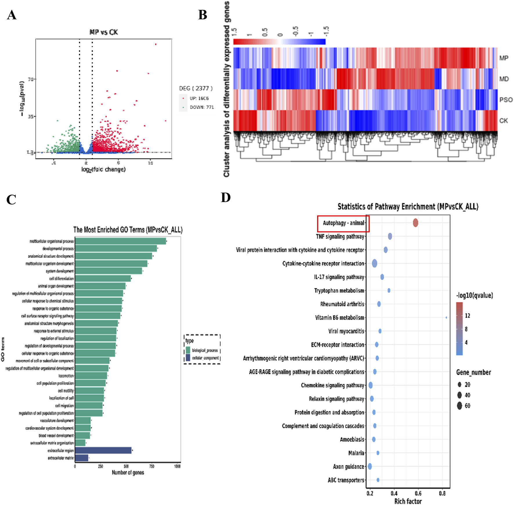 Graphical analysis of gene expression data. Panel A is a volcano plot illustrating differential gene expression with upregulated genes in red and downregulated genes in green. Panel B shows a heatmap of cluster analysis for differentially expressed genes across different conditions. Panel C is a bar chart of enriched GO terms, categorizing biological processes and cellular components. Panel D is a bubble chart of pathway enrichment statistics, highlighting the autophagy pathway with varying dot sizes indicating gene numbers and color intensity representing q-values.