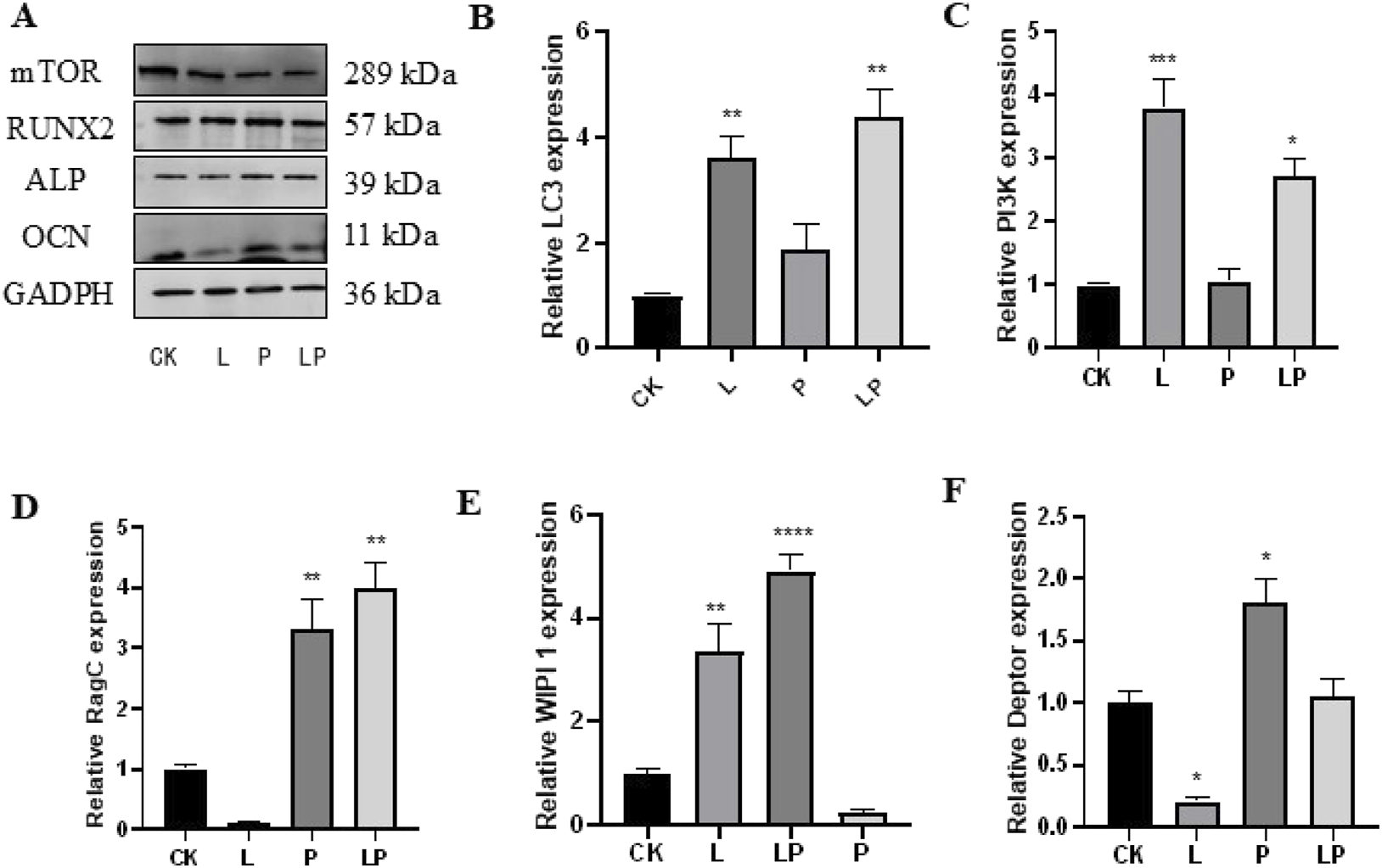 (A) Western blot showing protein expression levels of mTOR, RUNX2, ALP, OCN, and GADPH. (B-F) Bar graphs displaying relative expression levels of LC3, PI3K, RagC, WIPI1, and Deptor across CK, L, P, and LP groups with statistical significance indicated by asterisks.