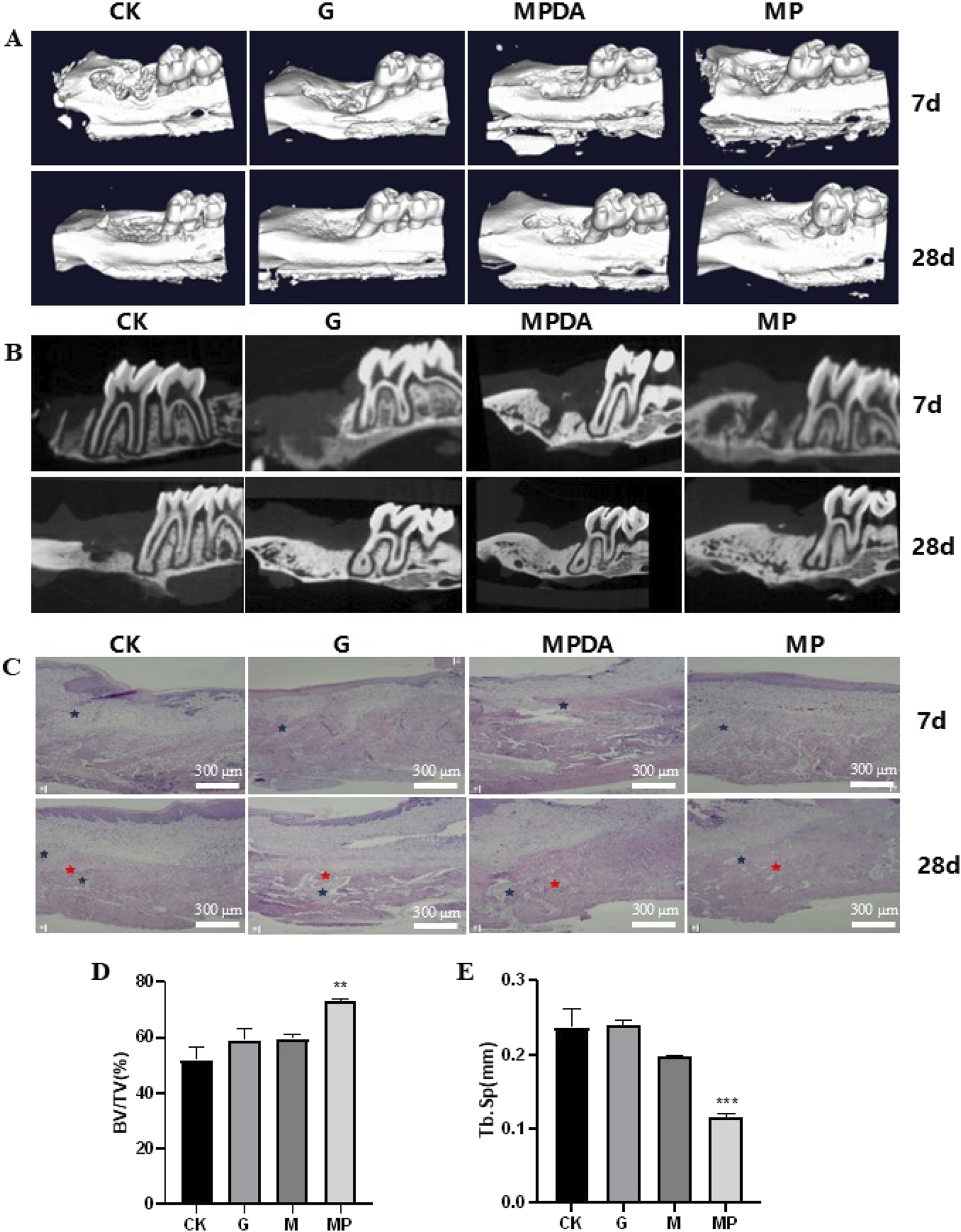 Panel A displays 3D images of bone samples across four groups (CK, G, MPDA, MP) at 7 and 28 days. Panel B shows cross-sectional scans of the same groups depicting dental and bone structure. Panel C presents histological slides of bone tissue marked with stars, with scale bars indicating 300 micrometers, shown at 7 and 28 days. Panels D and E contain bar graphs: D compares bone volume to total volume percentage, and E compares trabecular separation across the groups. Statistical significance is noted with asterisks.
