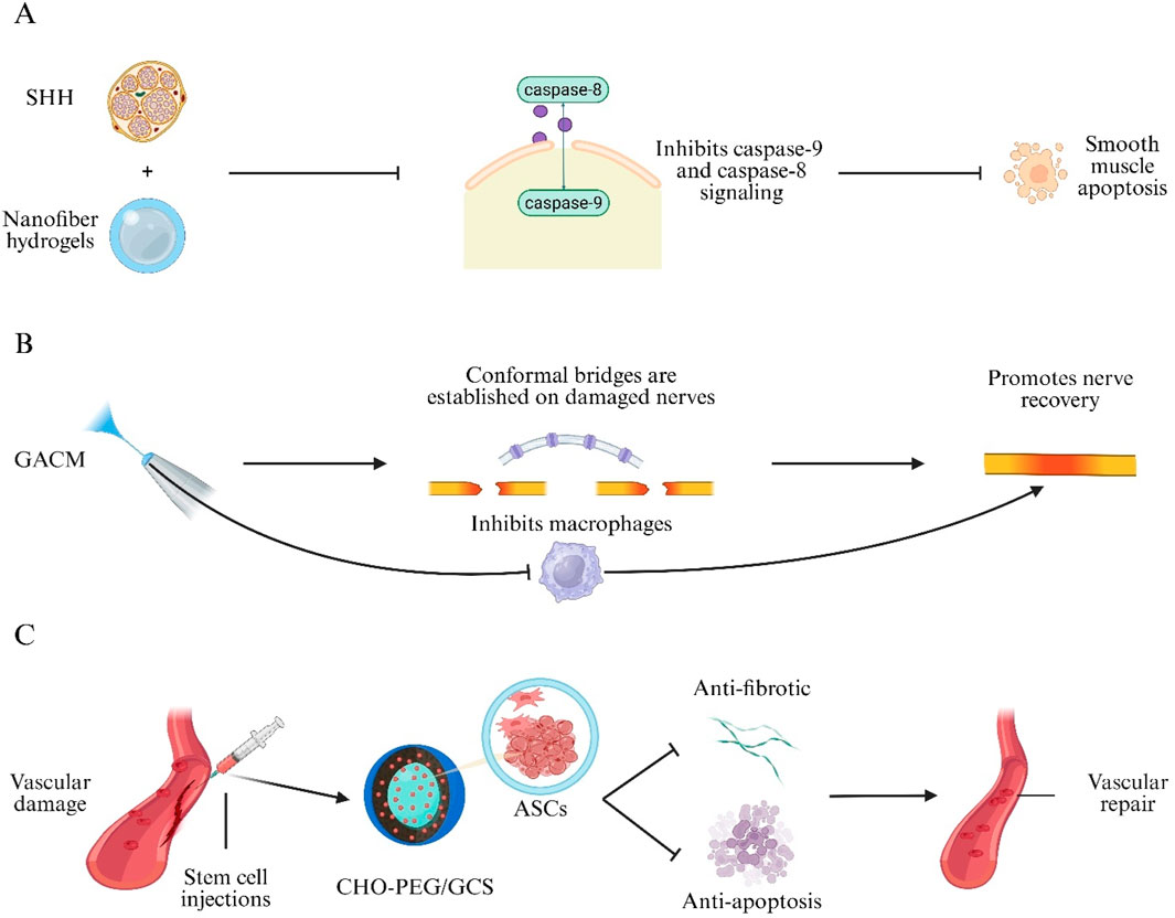 Diagram illustrating biomedical applications of various treatments. Panel A shows SHH and nanofiber hydrogels inhibiting caspase-9 and -8 signaling, reducing smooth muscle apoptosis. Panel B depicts GACM forming conformal bridges on damaged nerves, inhibiting macrophages, and promoting nerve recovery. Panel C illustrates stem cell injections into damaged vessels where CHO-PEG/GCS aids vascular repair through anti-fibrotic and anti-apoptosis actions.