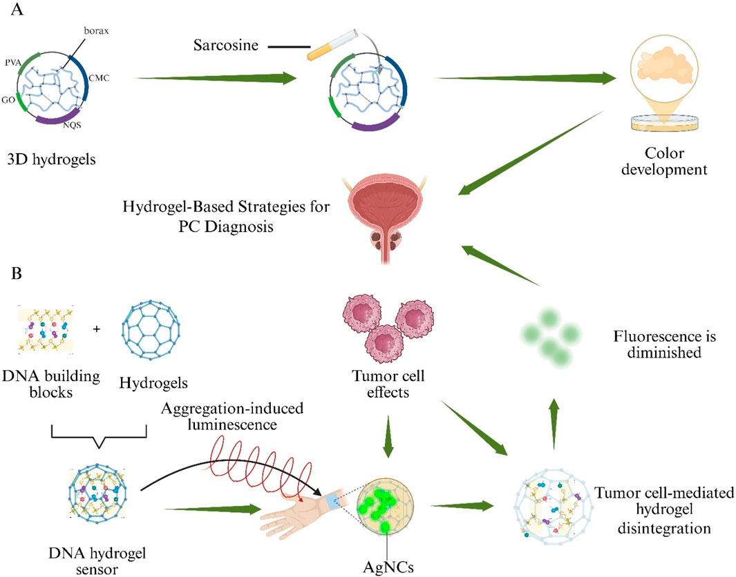 Diagram illustrating hydrogel-based strategies for prostate cancer diagnosis. Part A shows 3D hydrogels involving borax, PVA, CMC, GO, and NQS reacting with sarcosine, leading to color development. Part B illustrates DNA hydrogel sensors formed from DNA building blocks and hydrogels, with aggregation-induced luminescence. Tumor cell effects diminish fluorescence and mediate hydrogel disintegration, involving AgNCs.
