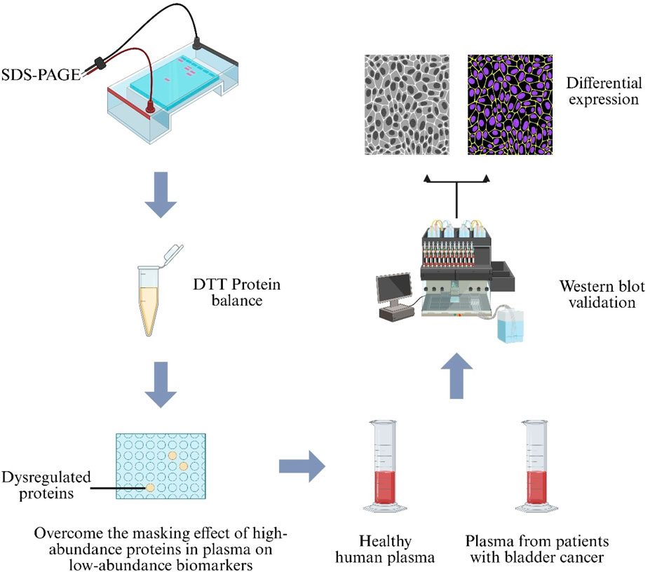 Flowchart showing the analysis process of plasma samples for bladder cancer. SDS-PAGE is used initially, followed by DTT protein balance. Differential expression is determined using images, leading to Western blot validation. The process compares dysregulated proteins in healthy human plasma and plasma from bladder cancer patients, overcoming the masking effect of high-abundance proteins.