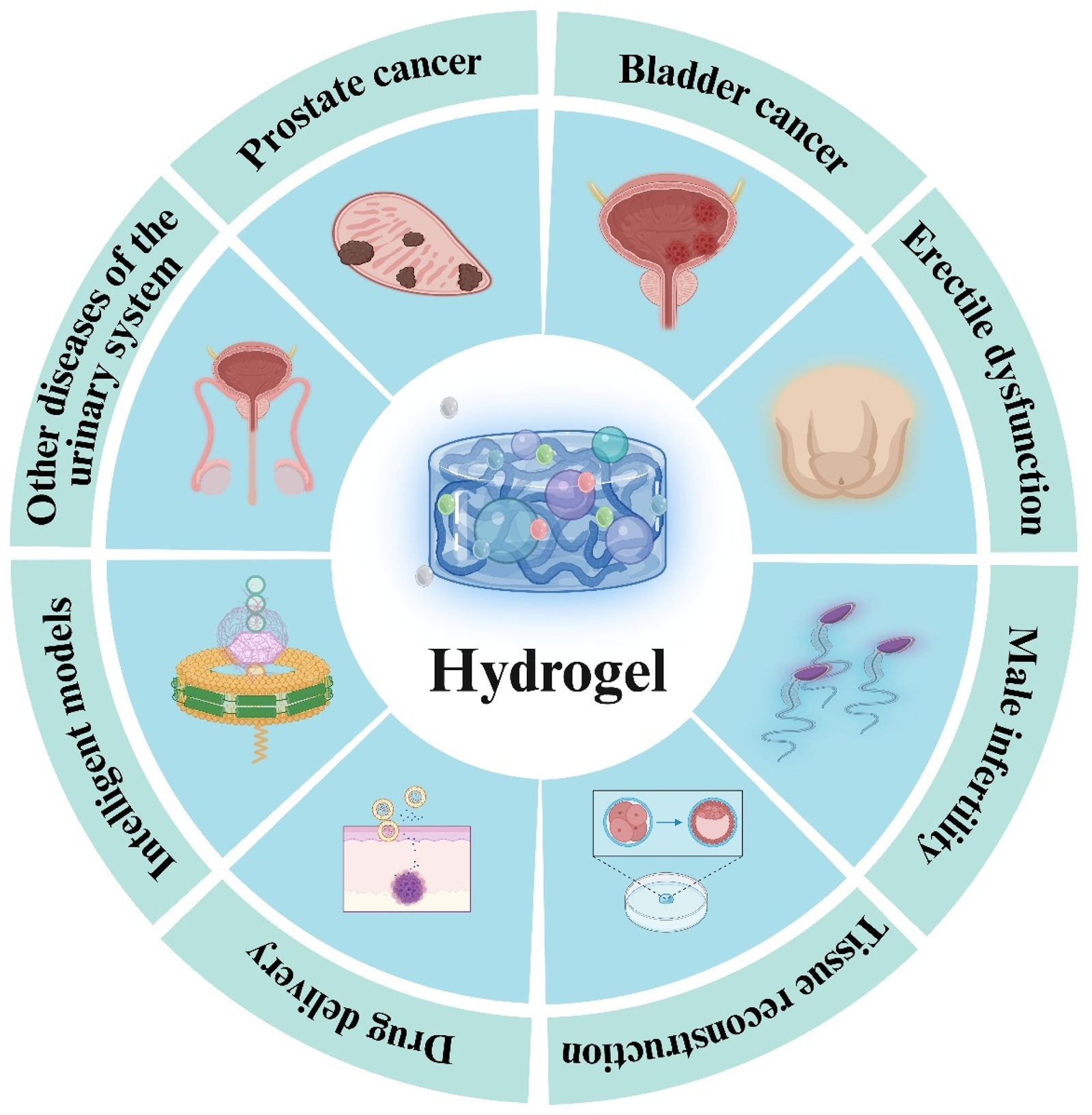 Illustration of a central hydrogel surrounded by eight segments depicting its applications: prostate cancer, bladder cancer, erectile dysfunction, male infertility, tissue reconstruction, drug delivery, intelligent models, and other urinary system diseases. Each segment includes an icon representing its application.