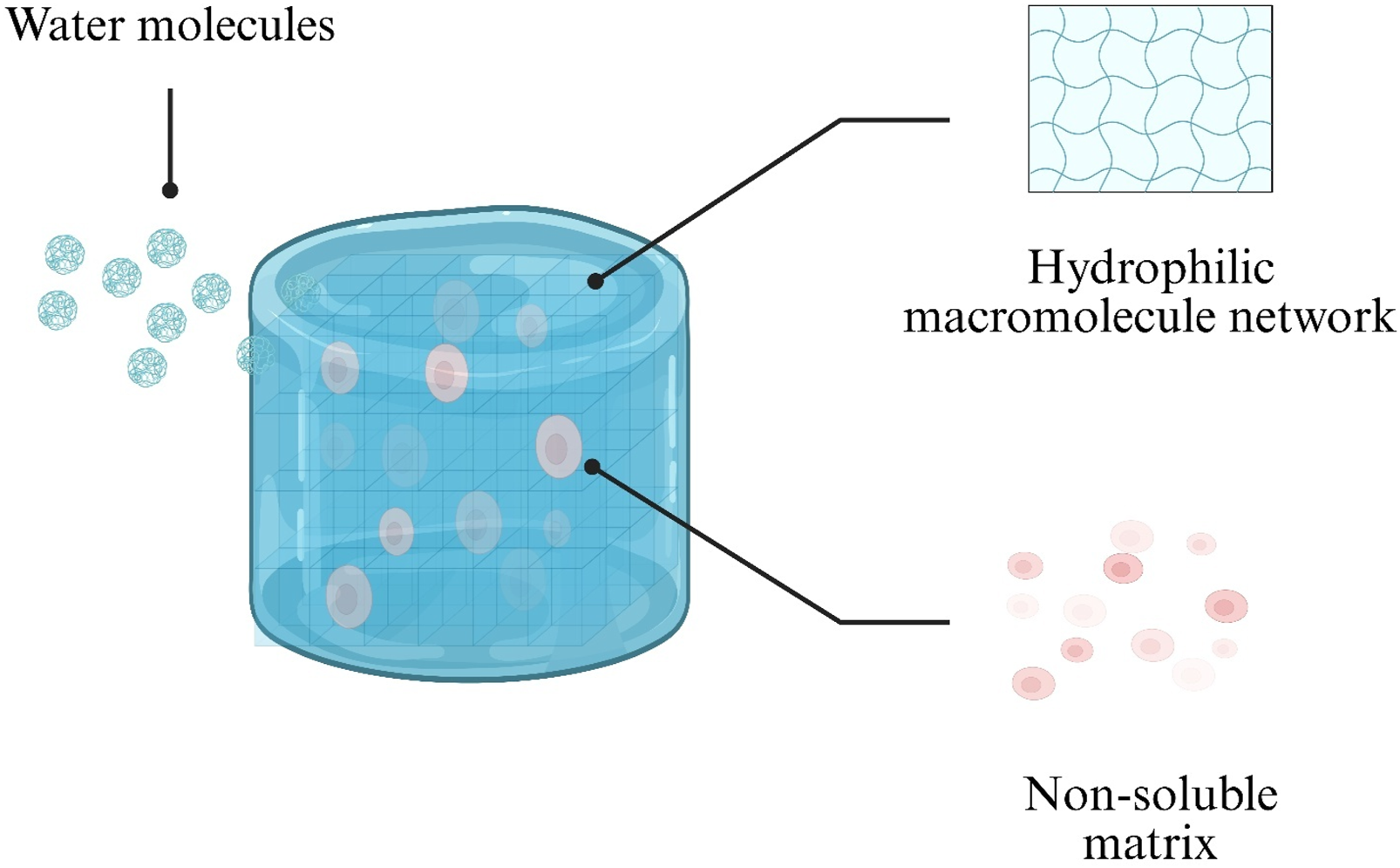 Diagram showing a cylindrical hydrogel structure with three labeled components. Water molecules are depicted as small spheres external to the gel. Inside, the hydrophilic macromolecule network is illustrated as a connected mesh. Non-soluble matrix components are represented as red circles within the gel.