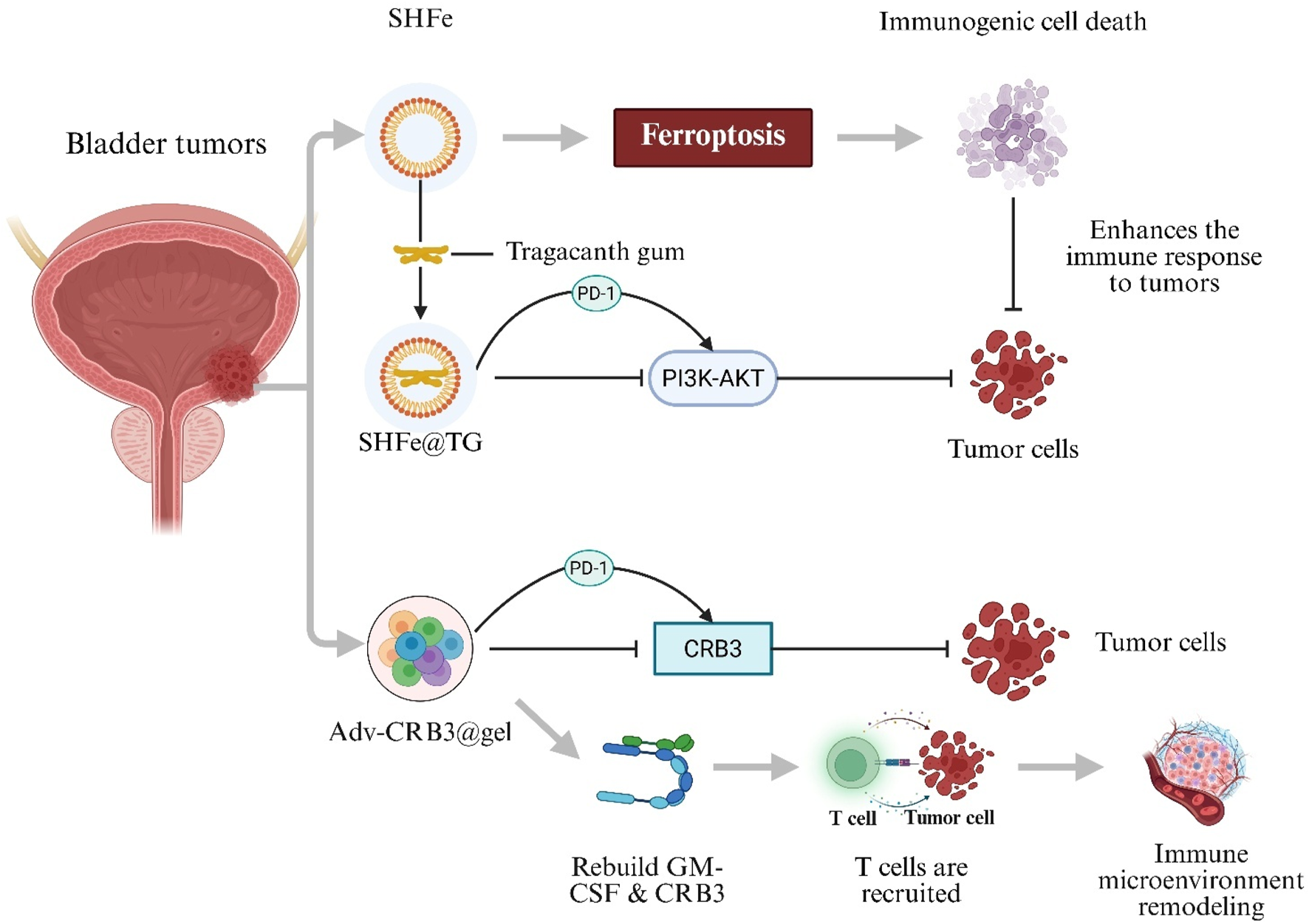Diagram illustrating a therapeutic approach for bladder tumors using SHFe and Adv-CRB3@gel. SHFe induces ferroptosis and immunogenic cell death, enhancing immune response. SHFe@TG blocks tumor cells via PI3K-AKT pathway. Adv-CRB3@gel rebuilds GM-CSF and CRB3, recruiting T cells which remodel the immune microenvironment, inhibiting tumor cells.
