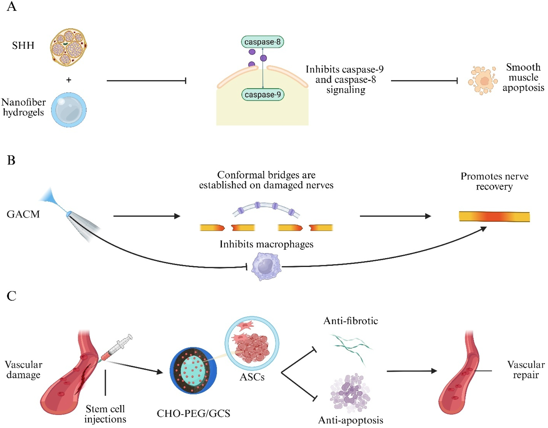 Diagram illustrating biomedical applications of various treatments. Panel A shows SHH and nanofiber hydrogels inhibiting caspase-9 and -8 signaling, reducing smooth muscle apoptosis. Panel B depicts GACM forming conformal bridges on damaged nerves, inhibiting macrophages, and promoting nerve recovery. Panel C illustrates stem cell injections into damaged vessels where CHO-PEG/GCS aids vascular repair through anti-fibrotic and anti-apoptosis actions.