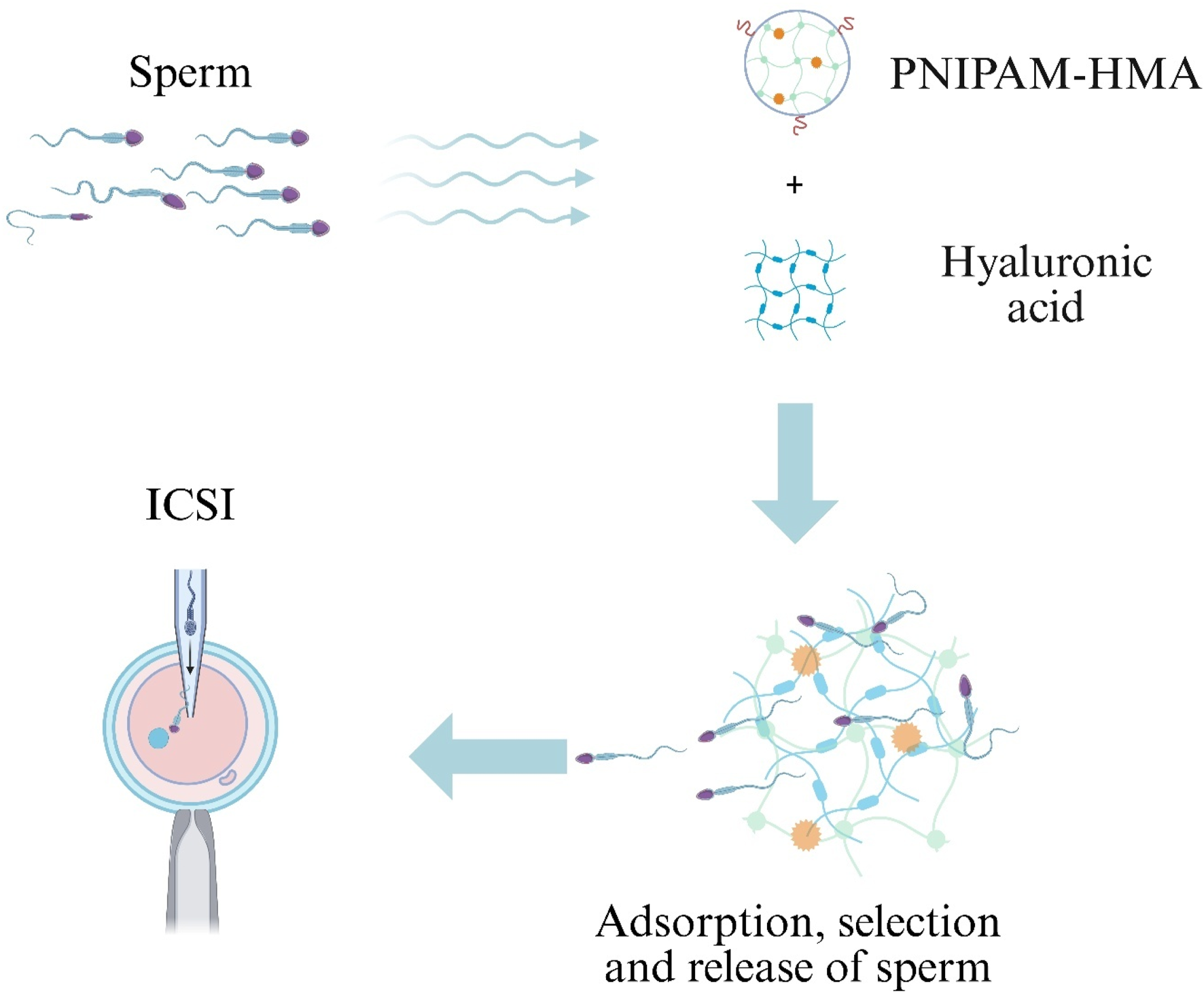 Diagram illustrating a process involving sperm, PNIPAM-HMA, and hyaluronic acid. Sperm is mixed with PNIPAM-HMA and hyaluronic acid, leading to adsorption, selection, and release of sperm. The process culminates in Intracytoplasmic Sperm Injection (ICSI).