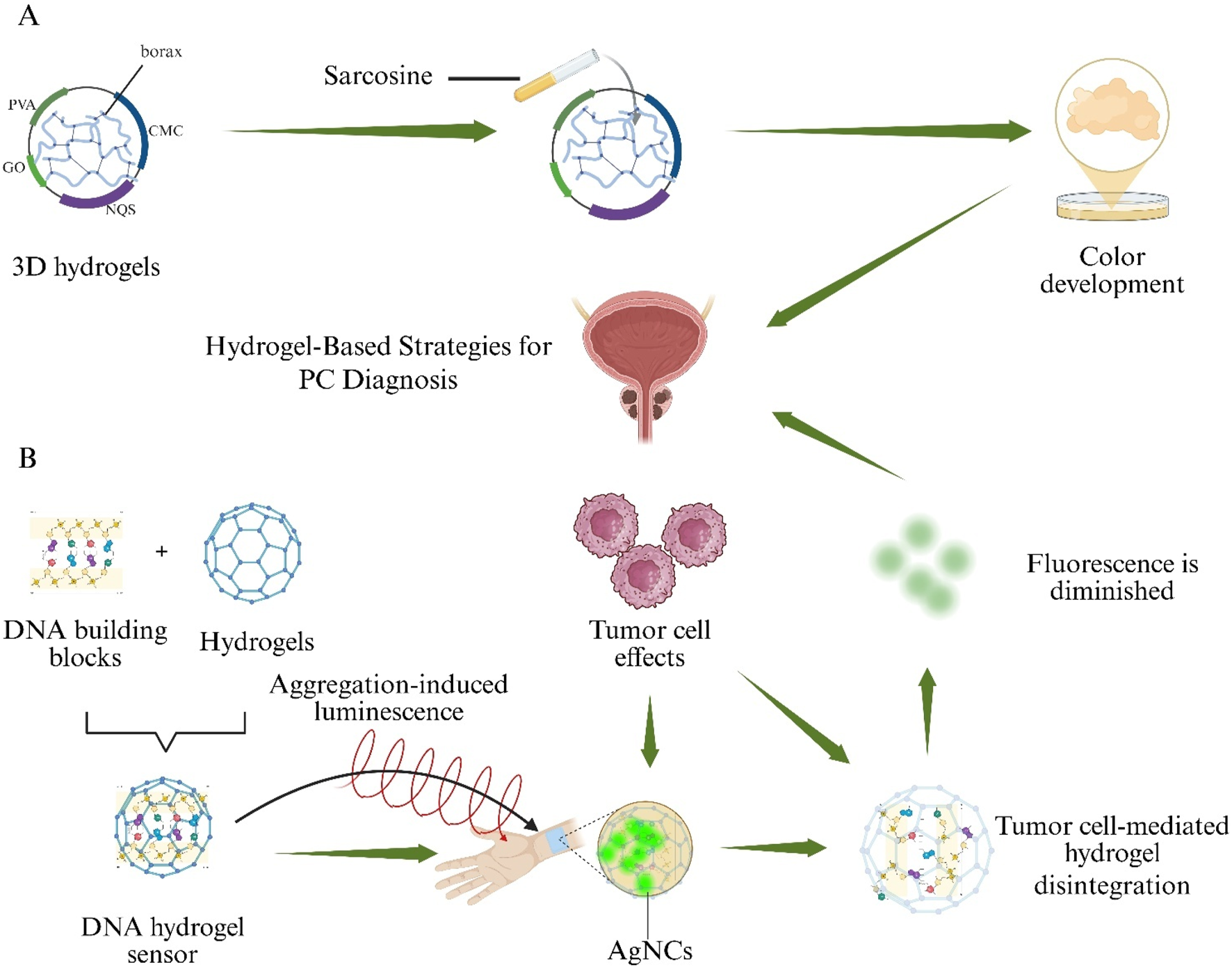 Diagram illustrating hydrogel-based strategies for prostate cancer diagnosis. Part A shows 3D hydrogels involving borax, PVA, CMC, GO, and NQS reacting with sarcosine, leading to color development. Part B illustrates DNA hydrogel sensors formed from DNA building blocks and hydrogels, with aggregation-induced luminescence. Tumor cell effects diminish fluorescence and mediate hydrogel disintegration, involving AgNCs.