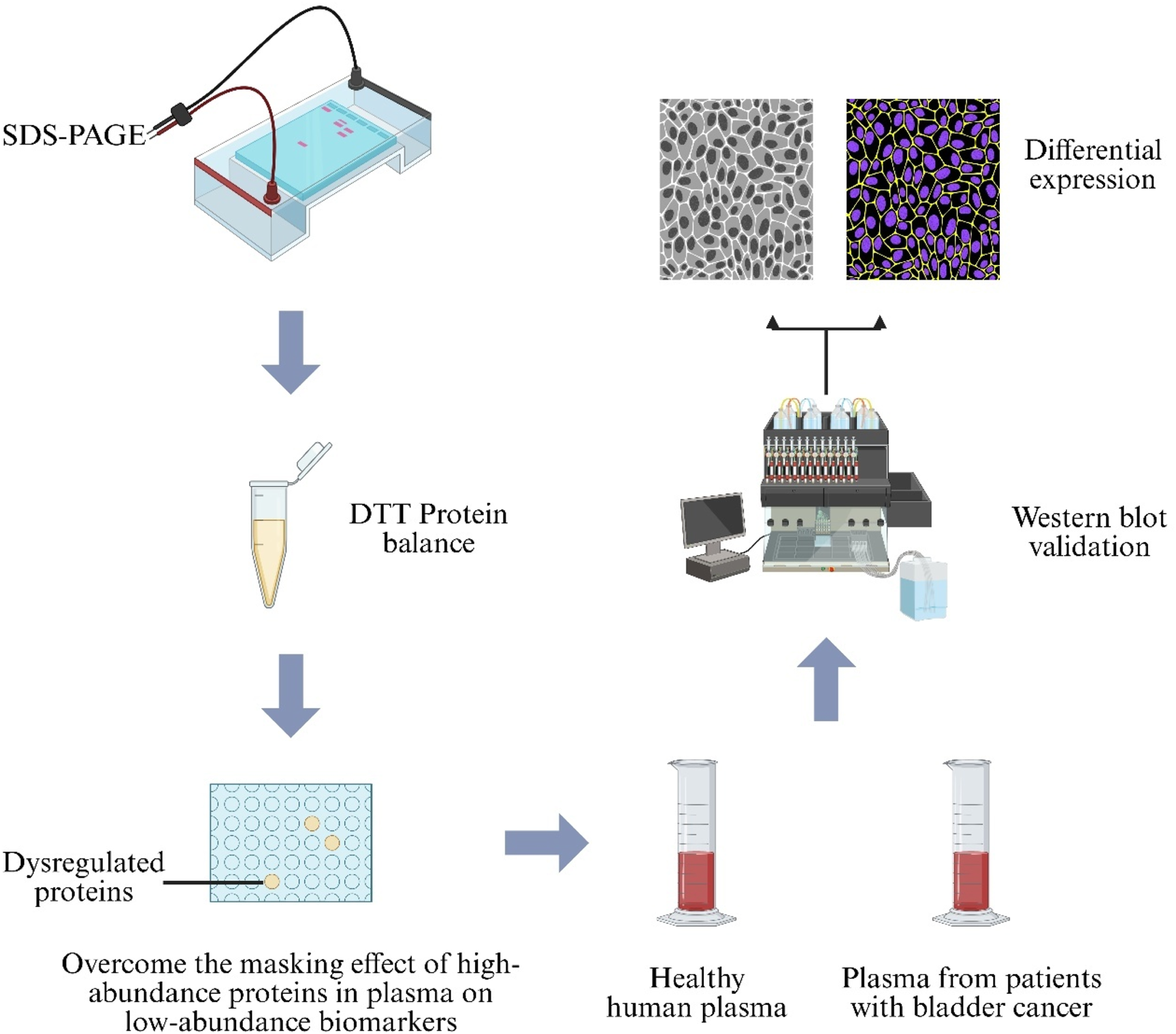Flowchart showing the analysis process of plasma samples for bladder cancer. SDS-PAGE is used initially, followed by DTT protein balance. Differential expression is determined using images, leading to Western blot validation. The process compares dysregulated proteins in healthy human plasma and plasma from bladder cancer patients, overcoming the masking effect of high-abundance proteins.