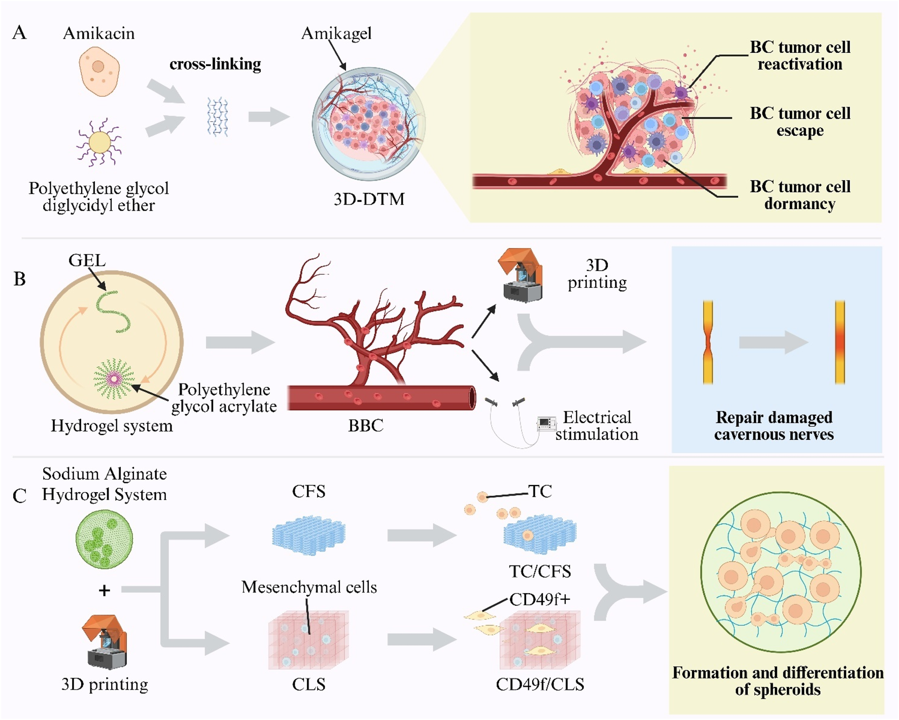 Diagram illustrating three processes. A: Amikacin and polyethylene glycol diglycidyl ether create Amikagel, leading to 3D-DTM for BC tumor cell reactivation, escape, or dormancy. B: Hydrogel system with polyethylene glycol acrylate and GEL, combined with 3D printing and electrical stimulation, repairs damaged cavernous nerves. C: Sodium alginate hydrogel and mesenchymal cells via 3D printing produce CFS and CLS, leading to the formation and differentiation of spheroids.