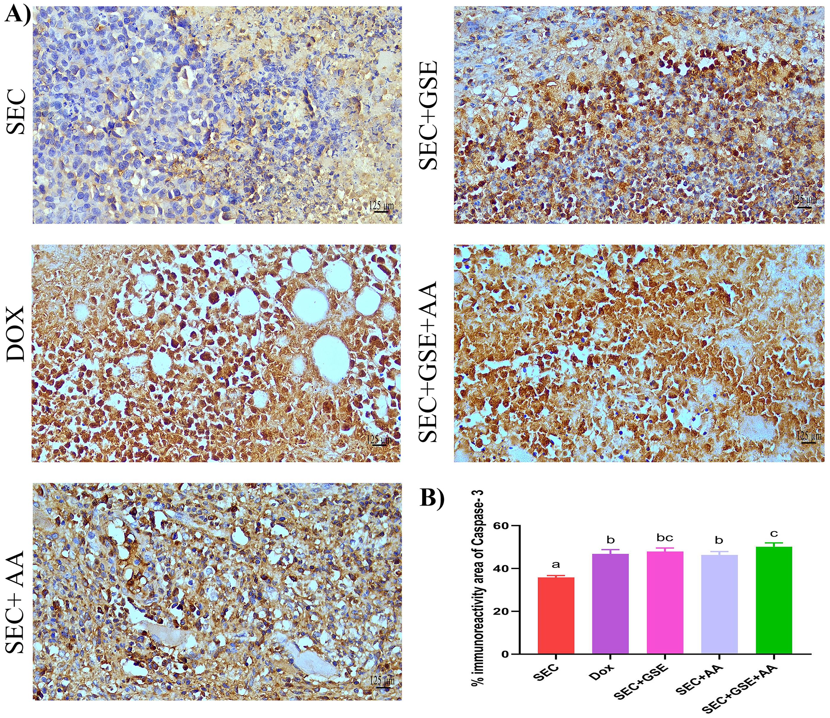 Panel A shows four stained tissue samples labeled as SEC, DOX, SEC+GSE, SEC+AA, and SEC+GSE+AA. The staining intensity varies among samples. Panel B is a bar graph illustrating the percentage of immunoreactivity area of Caspase-3, with bars for SEC, DOX, SEC+GSE, SEC+AA, and SEC+GSE+AA, each marked with different letters to indicate statistical differences.