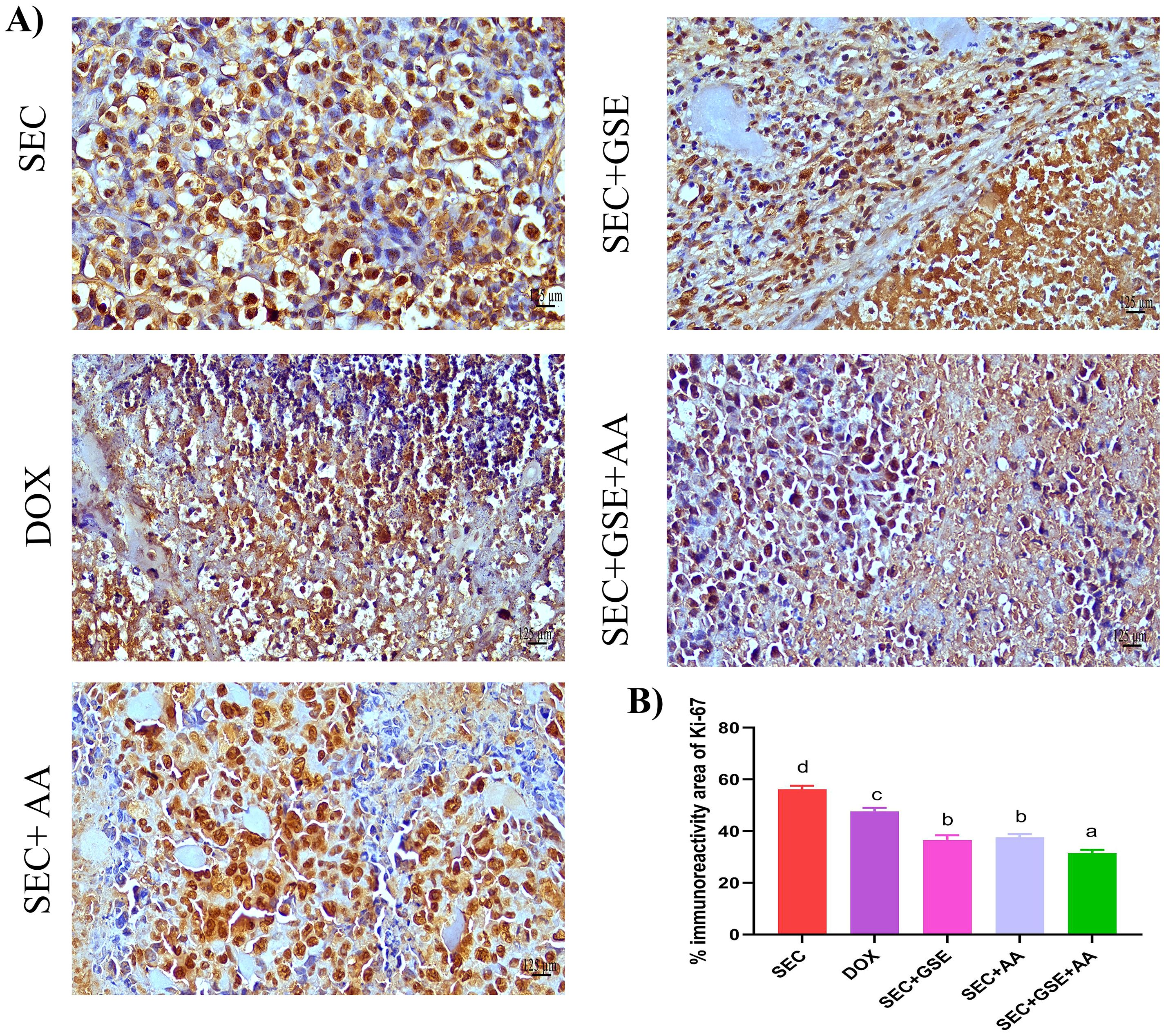 Histological images and a bar graph. Panel A shows immunohistochemistry of Ki-67 expression in four groups: SEC, DOX, SEC+GSE, SEC+AA, and SEC+GSE+AA. The staining varies, indicating differences in expression levels. Panel B presents a bar graph comparing the percentage immunoreactivity area of Ki-67 across the same groups. SEC has the highest percentage, followed by DOX, with SEC+GSE, SEC+AA, and SEC+GSE+AA showing lower percentages. Statistical significance is noted with different letters above the bars.