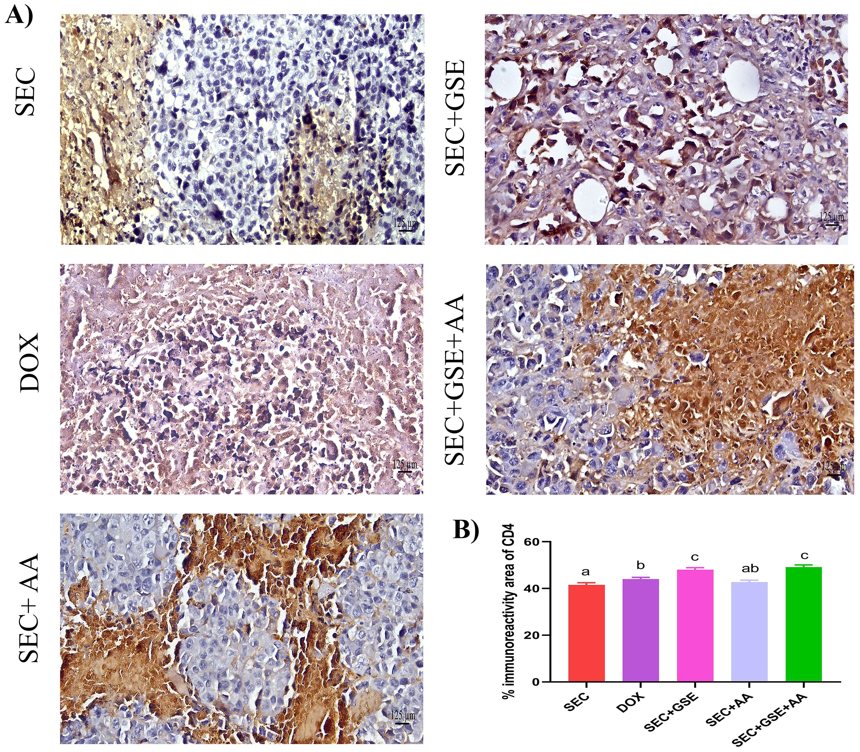 Panel A shows histological sections stained to measure CD4 immunoreactivity in different treatments: SEC, SEC+GSE, DOX, SEC+GSE+AA, and SEC+AA. Varied staining patterns indicate levels of CD4 expression. Panel B displays a bar graph quantifying the percentage of CD4 immunoreactivity across these treatments, showcasing differences with annotations indicating statistical significance.