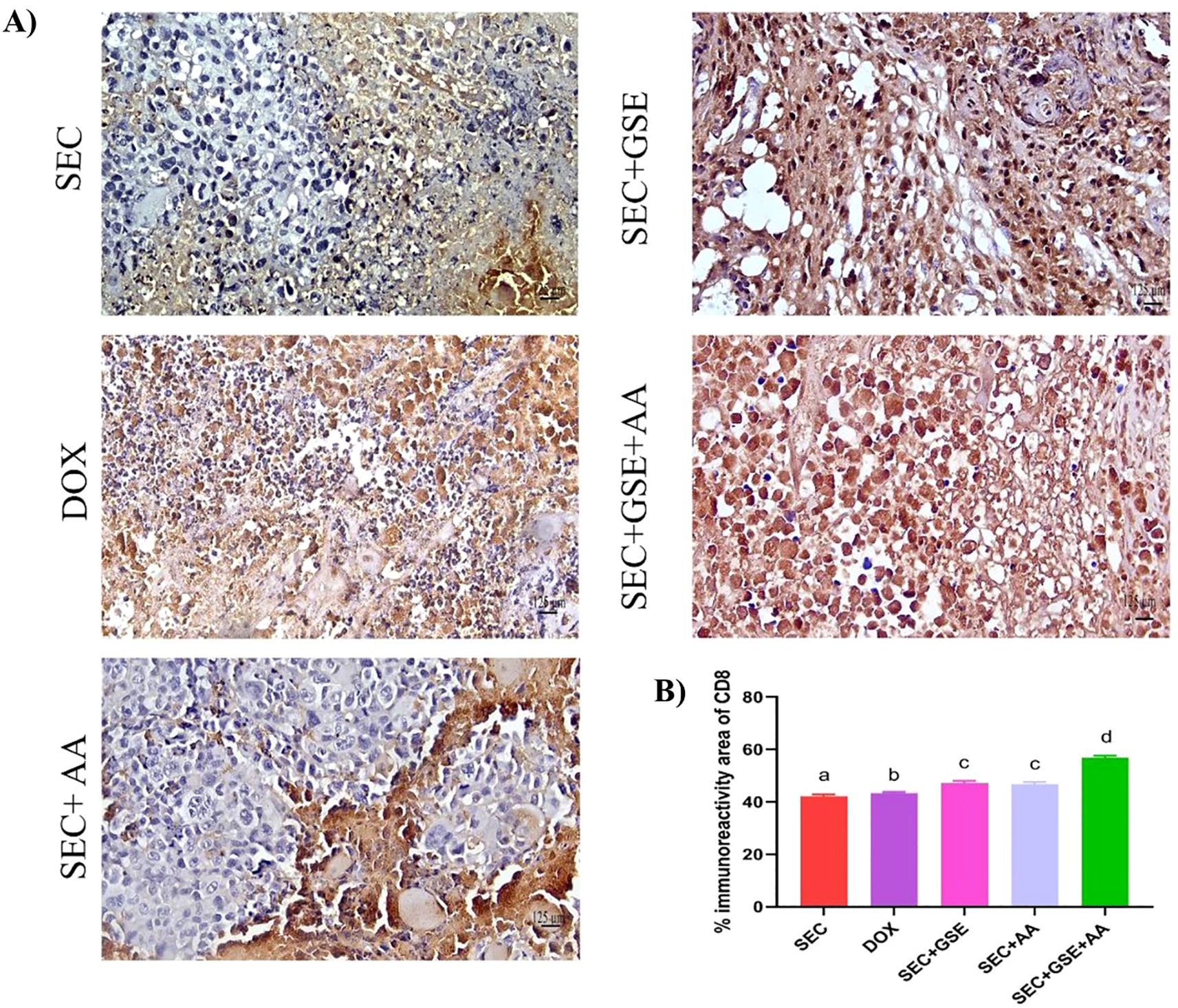 Panel A shows histological sections with CD8 immunoreactivity in six treatment groups: SEC, SEC+GSE, DOX, SEC+GSE+AA, SEC+AA, and SEC+GSE+AA. Panel B is a bar graph comparing the percentage of CD8 immunoreactivity area across these groups, showing values for each with different letters indicating statistical differences.
