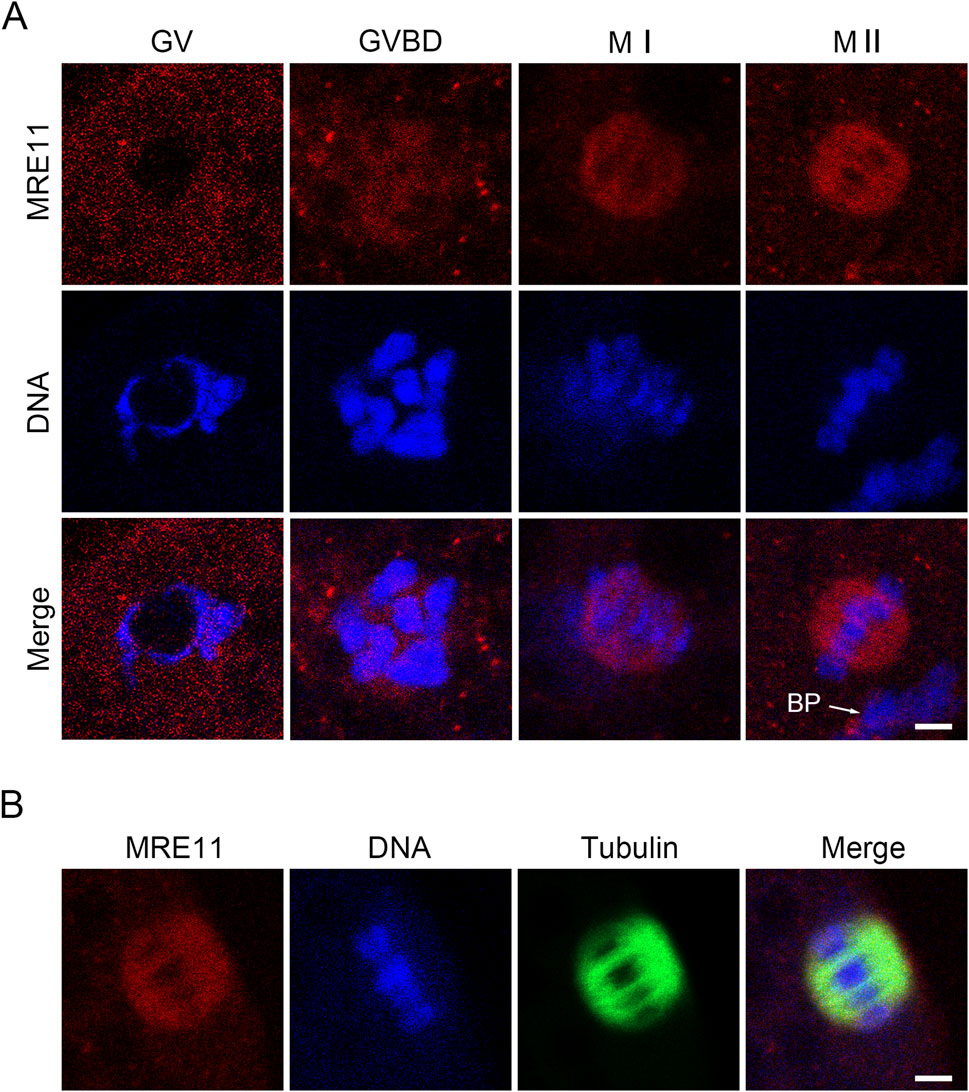 Fluorescence microscopy images showing MRE11 (red), DNA (blue), and merged views across different egg cell stages: GV, GVBD, MI, and MII in panel A. Panel B displays MRE11, DNA, Tubulin (green), and their merged view. The images reveal localization and interaction patterns of these components, with distinct visibility in different developmental stages. White scale bars indicate size reference.