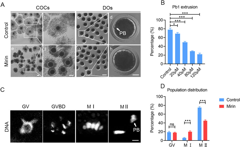 Panel A shows microscopy images of control and Mirin-treated COCs and DOs, illustrating the impact on structure. Panel B is a bar chart showing a decrease in Pb1 extrusion percentage with increasing Mirin concentration. Panel C displays DNA staining at various meiosis stages: GV, GVBD, MI, and MII, with PB labeled. Panel D is a bar chart comparing population distribution percentages between control and Mirin-treated samples across meiosis stages, highlighting significant differences.
