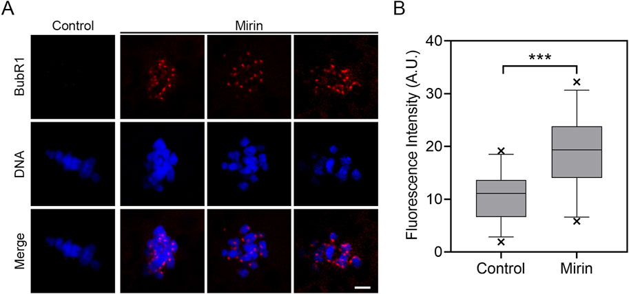 Panel A shows microscopy images of BubR1 and DNA in control and mirin-treated samples with red and blue staining, respectively. Merged images display increased fluorescence in mirin-treated samples. Panel B is a box plot comparing fluorescence intensity, showing significantly higher intensity in the mirin group than the control.