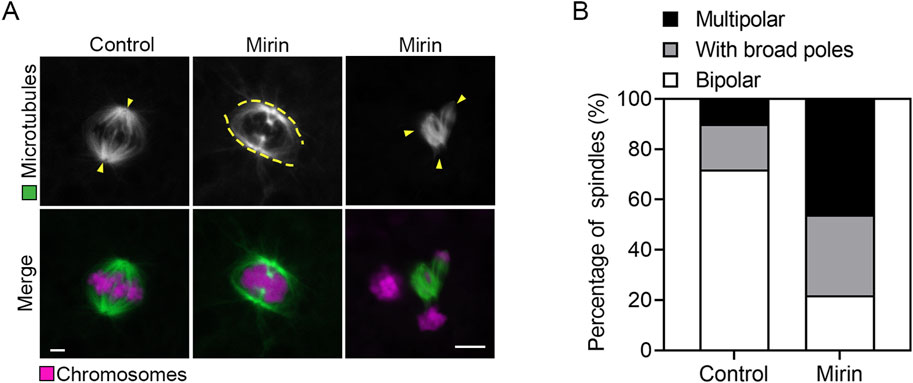 Panel A displays fluorescence microscopy images of microtubules (green) and chromosomes (pink) in cells under control and Mirin treatment conditions, showing structural changes. Yellow markings indicate key features. Panel B is a bar graph comparing the percentage of spindles categorized as multipolar, with broad poles, or bipolar in control and Mirin conditions.
