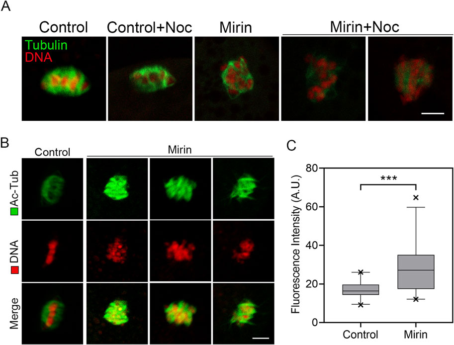 Panel A shows fluorescence images of cells under four conditions: Control, Control with Nocodazole (Noc), Mirin, and Mirin with Noc. Tubulin is green, and DNA is red. Panel B displays fluorescence images comparing acetylated tubulin (Ac-Tub) and DNA under Control and Mirin treatments, followed by merged images. Panel C presents a box plot showing fluorescence intensity (arbitrary units) for Control and Mirin, with Mirin showing significantly higher intensity indicated by asterisk marks.