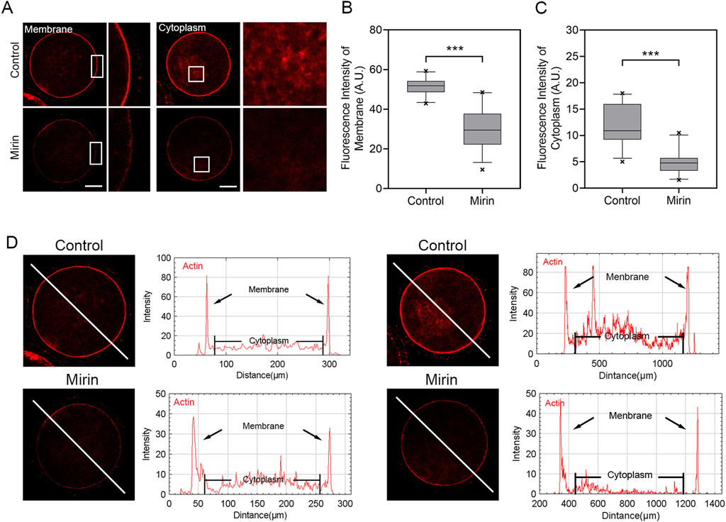Microscopy images and graphs of cell fluorescence showing differences between control and Mirin-treated samples. Panel A displays membrane and cytoplasm fluorescence with higher intensity in controls. Box plots (B and C) compare membrane and cytoplasm fluorescence, indicating decreased intensity with Mirin. Panel D shows fluorescence intensity profiles across the membrane and cytoplasm, with control samples exhibiting higher actin intensity. Statistical significance is marked with triple asterisks.