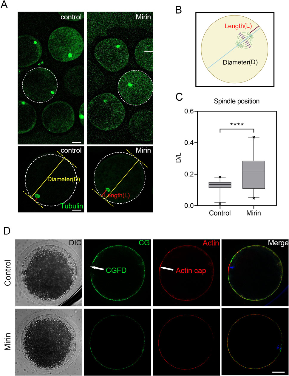 Panel A shows confocal microscopy images comparing control and Mirin-treated cells, highlighting differences in cell structure with tubulin marked. Panel B illustrates a schematic of cell measurements, indicating diameter and length. Panel C presents a box plot showing spindle position measurements (D/L ratio) with a marked significant difference between control and Mirin. Panel D provides differential interference contrast (DIC) and fluorescence images for control and Mirin, showing cortical granules (CGFD) and actin caps. Each panel highlights structural and positional cell differences under treatment conditions.