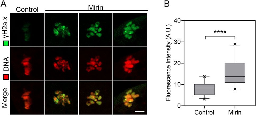 Panel A shows fluorescent microscopy images of cellular samples under control and Mirin-treated conditions. Green fluorescence indicates γH2A.x and red indicates DNA. Panels show individual and merged channels for comparison. Panel B is a box plot showing fluorescence intensity in arbitrary units (A.U.) for control and Mirin. Mirin treatment significantly increases intensity, indicated by four stars.