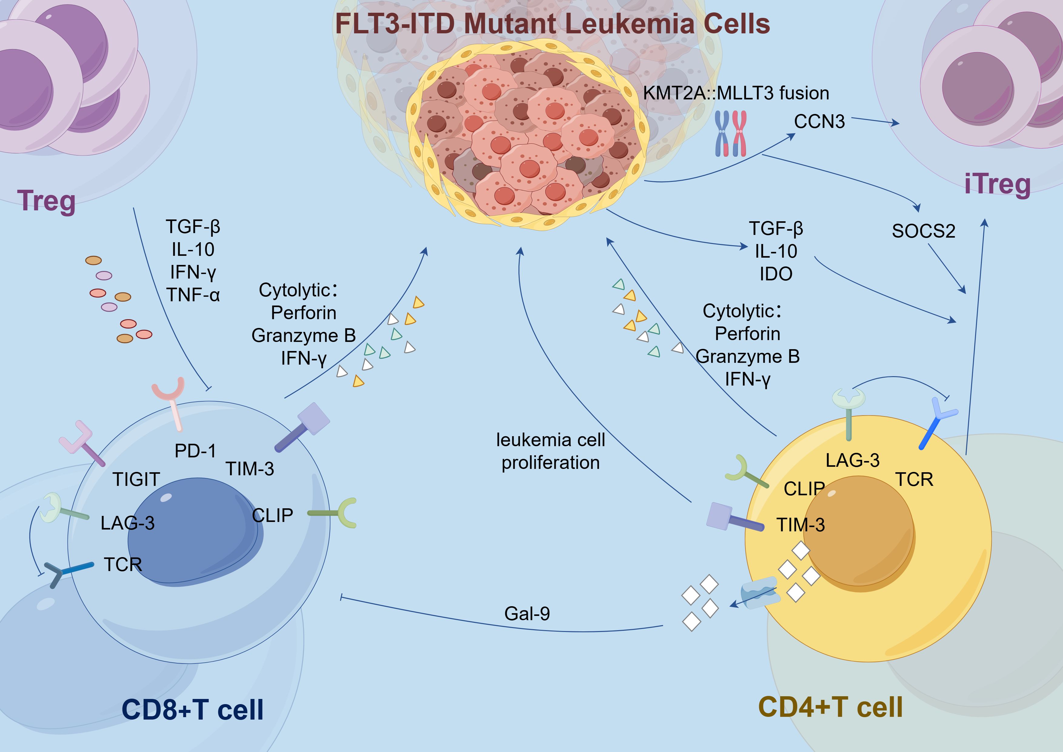 Diagram depicting interactions between FLT3-ITD mutant leukemia cells and various immune cells, including Treg, iTreg, CD8+ T cells, and CD4+ T cells. The image illustrates pathways involving molecules like TGF-β, IL-10, IFN-γ, TNF-α, and SOCS2, showing their effects on cell proliferation and cytolytic activity. Mutant cells are shown influencing immune responses through complex signaling pathways, including KMT2A::MLLT3 fusion.