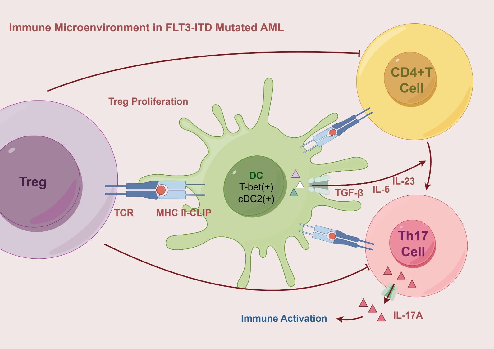 Diagram illustrating the immune microenvironment in FLT3-ITD mutated acute myeloid leukemia (AML). It shows the interactions between T regulatory (Treg) cells, dendritic cells (DC), CD4+ T cells, and Th17 cells. Key molecular interactions include TCR-MHC II-CLIP, T-bet(+), cDC2(+), and cytokines TGF-beta, IL-6, IL-23, and IL-17A, with processes like Treg proliferation and immune activation indicated by arrows.