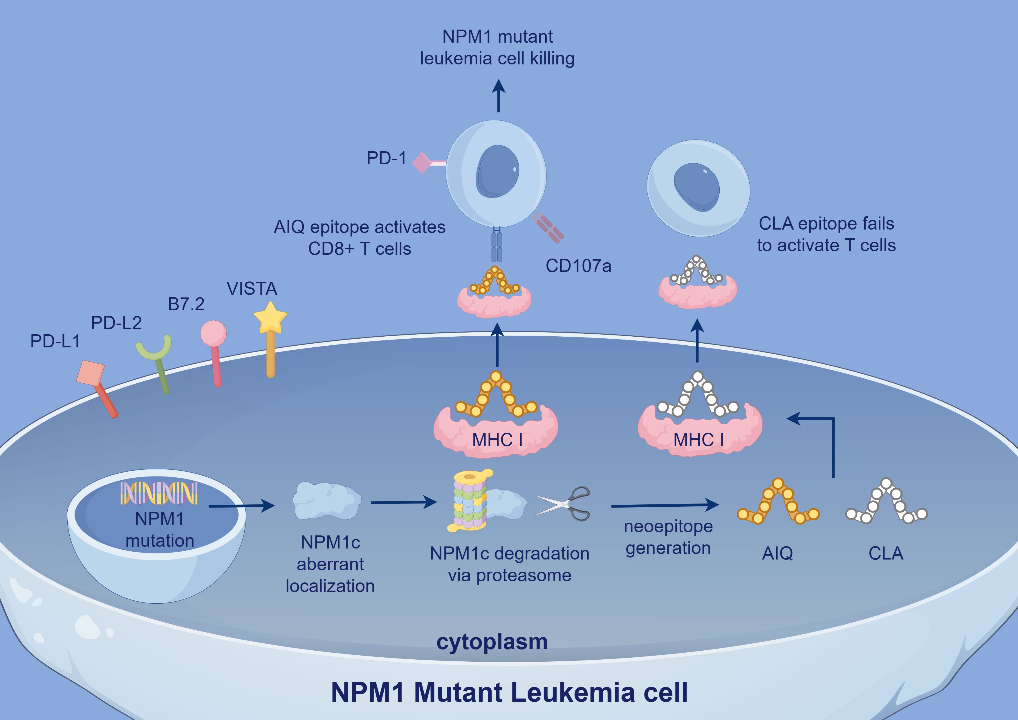 Diagram illustrating the process in NPM1 mutant leukemia cells. The image follows the sequence of NPM1 mutation, with NPM1c aberrant localization leading to degradation via the proteasome, generating neoepitopes. These neoepitopes, such as AIQ, activate CD8+ T cells via MHC I, causing cell killing. CLA epitopes fail to activate T cells. Various receptors like PD-L1, PD-L2, B7.2, and VISTA are shown on the cell membrane.
