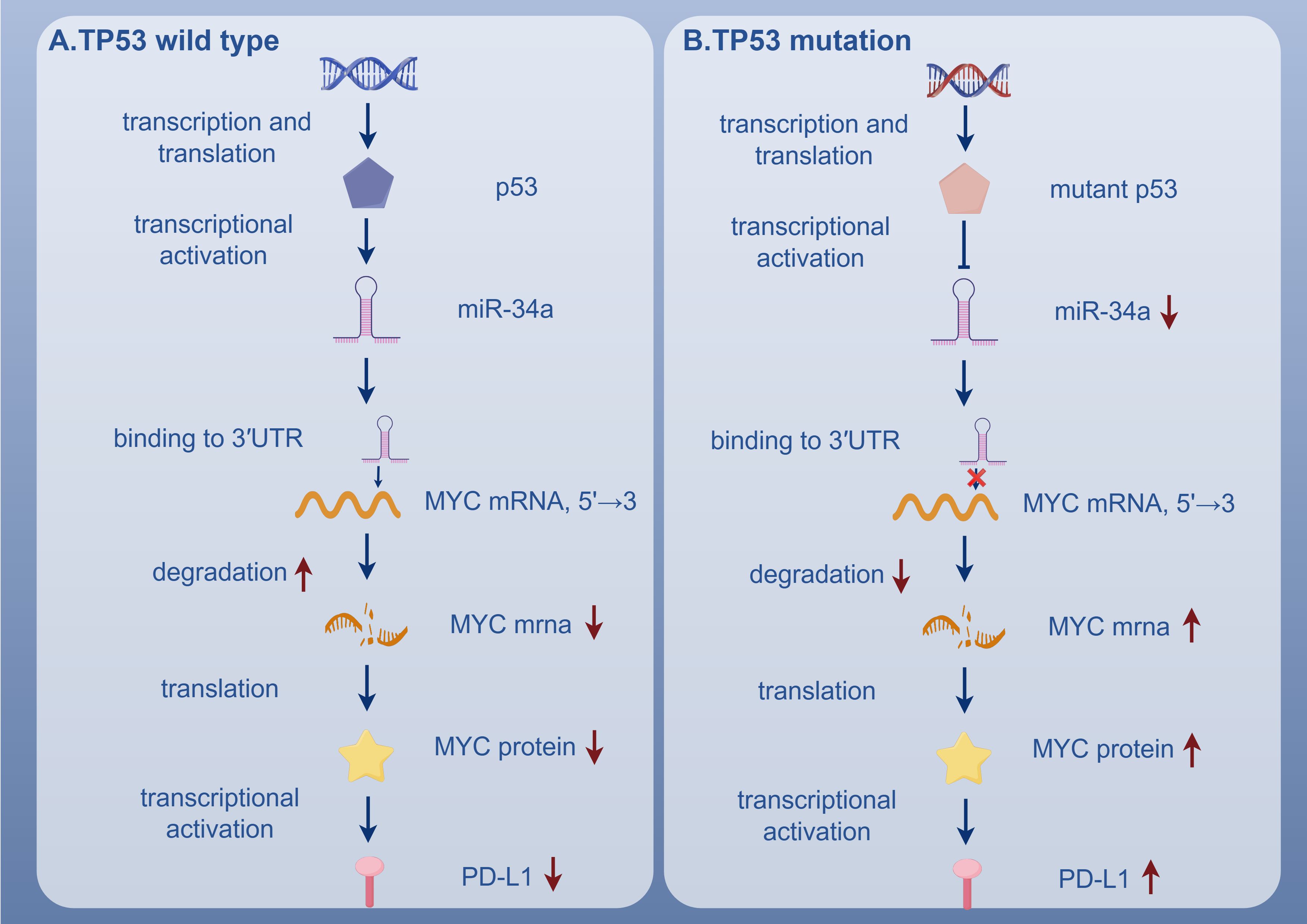 Diagram comparing TP53 wild type (left) and TP53 mutation (right) pathways. In the wild type, p53 activates miR-34a, leading to MYC mRNA degradation, decreased MYC protein, and reduced PD-L1 expression. In the mutation, mutant p53 reduces miR-34a, allowing MYC mRNA to accumulate, increasing MYC protein and PD-L1 expression.