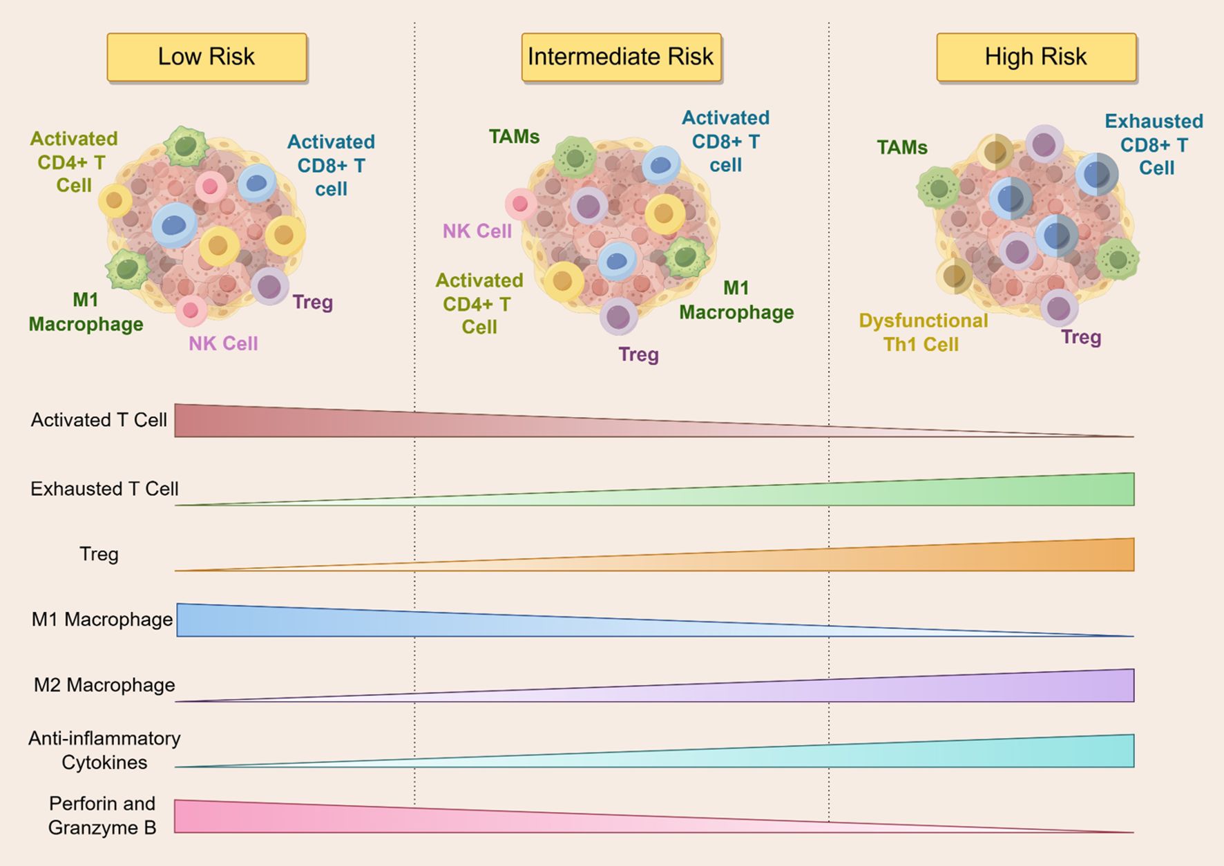 Diagram illustrating immune cell composition and risk levels in three categories: Low Risk, Intermediate Risk, and High Risk. Each category shows different immune cells such as activated CD4+ T cells, activated CD8+ T cells, Tregs, NK cells, M1 macrophages, TAMs, exhausted CD8+ T cells, and dysfunctional Th1 cells. Below, graphs display trends for activated T cells, exhausted T cells, Tregs, M1 and M2 macrophages, anti-inflammatory cytokines, and perforin and granzyme B, indicating varying levels across risk categories.
