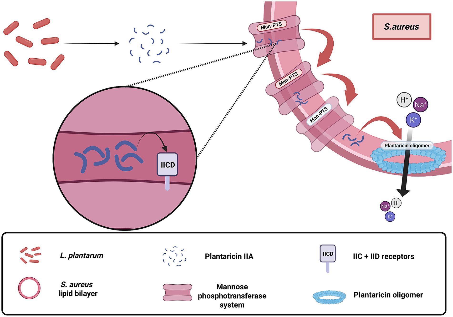 Diagram illustrating the interaction between L. plantarum and S. aureus. Plantaricin IIA from L. plantarum interacts with the mannose phosphotransferase system (Man-PTS) on the S. aureus cell membrane. This triggers ion exchange, leading to plantarcin oligomer formation. The key identifies symbols for L. plantarum, S. aureus lipid bilayer, plantaricin IIA, Man-PTS, IICD, and plantarcin oligomer.