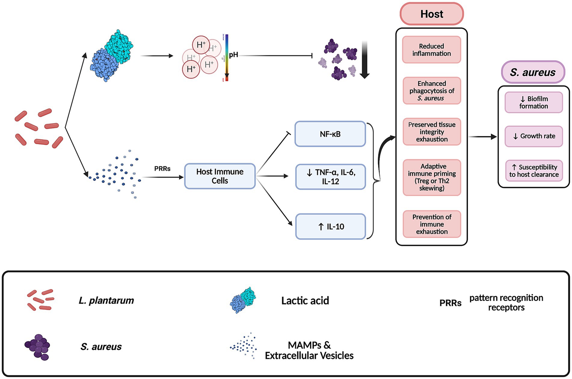 Diagram illustrating the interaction between *Lactobacillus plantarum* and *Staphylococcus aureus* in host immune modulation. It shows *L. plantarum* producing lactic acid and MAMPs, affecting host immune cells through PRRs. This leads to decreased inflammatory cytokines and increased IL-10. On the host side, this results in reduced inflammation, enhanced phagocytosis, and preserved tissue integrity. For *S. aureus*, there is reduced biofilm formation, decreased growth rate, and increased susceptibility to host clearance. Key terms include NF-κB, TNF-α, IL-6, IL-12, Treg, Th2, MAMPs, and PRRs.