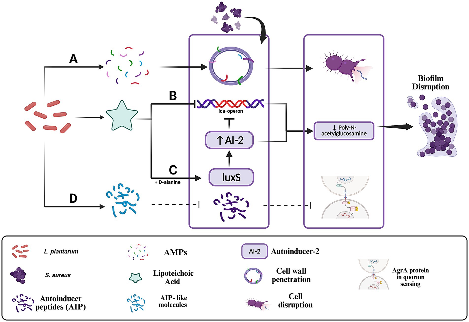 Illustration of a biochemical pathway depicting the disruption of biofilms. L. plantarum influences the pathway leading to biofilm disruption in S. aureus. It involves AMP, lipoteichoic acid, and AIP-like molecules. Autinducer-2 (AI-2) and luxS play roles in ica-operon regulation, impacting poly-N-acetylglucosamine and cell wall penetration. The diagram includes labeled sections A, B, C, D with defined elements such as L. plantarum, AMP, and others. The pathway leads to reduced biofilm integrity, as shown by a disrupted biofilm image on the right.